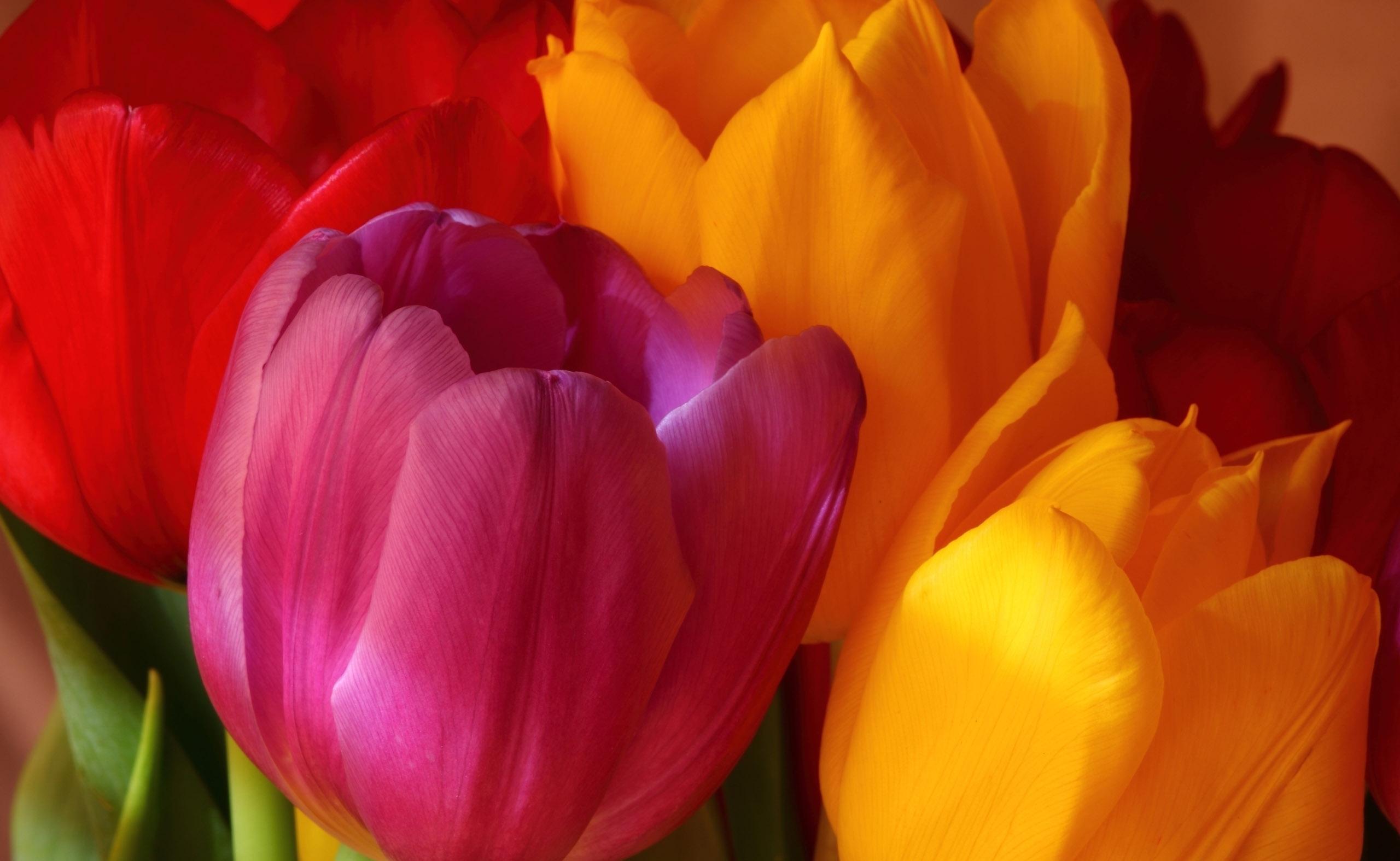 Baixar papel de parede para celular de Tulipa, Flores, Flor, Terra/natureza gratuito.
