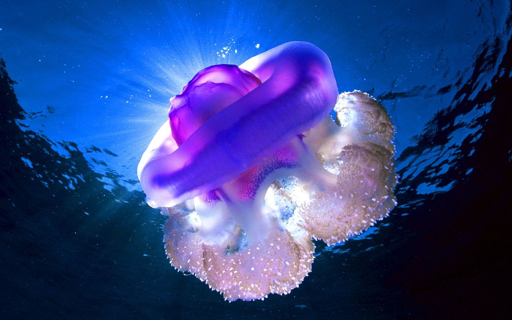 Free download wallpaper Animals, Shine, Submarine, Sea, Jellyfish, Light, Underwater on your PC desktop