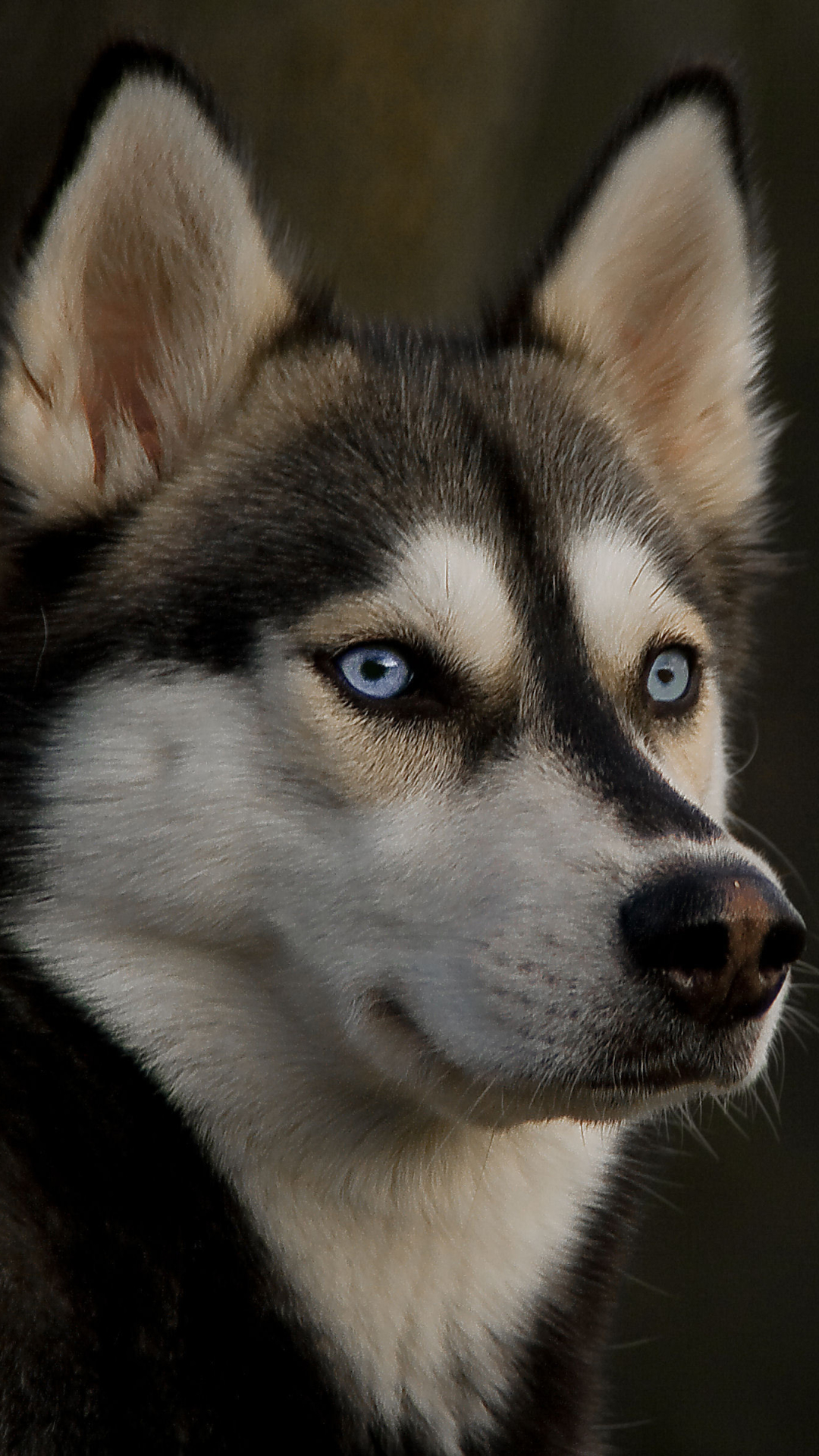 Descarga gratuita de fondo de pantalla para móvil de Animales, Perros, Perro, Fornido, Husky Siberiano, Perro Esquimal.