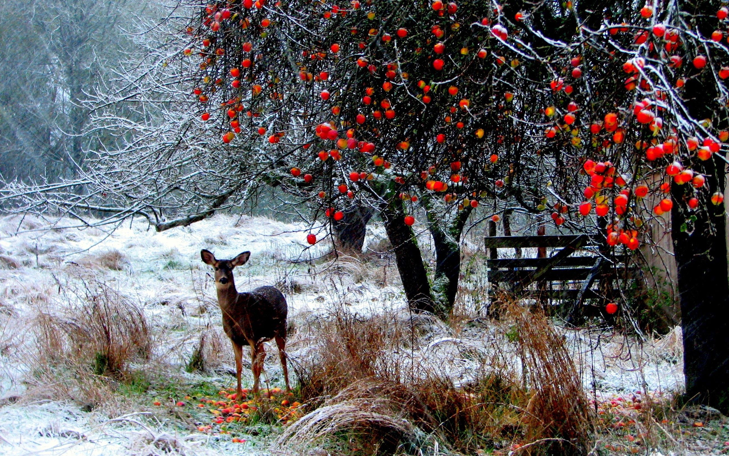 deer, animals, winter, trees, snow, forest, stroll