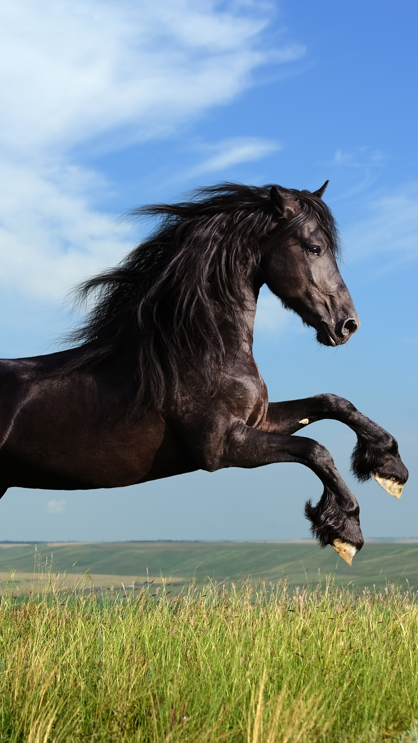 1264302 descargar fondo de pantalla animales, caballo frisón, caballo: protectores de pantalla e imágenes gratis