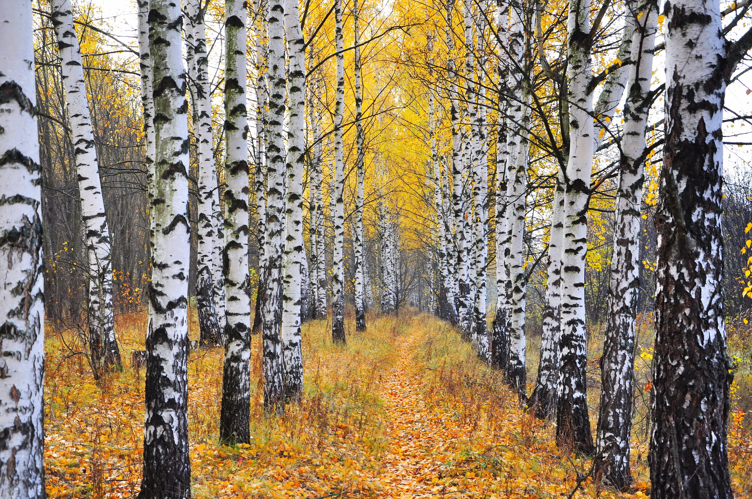 740416 скачать картинку осень, земля/природа, береза, лес, листва, природа, дорога - обои и заставки бесплатно