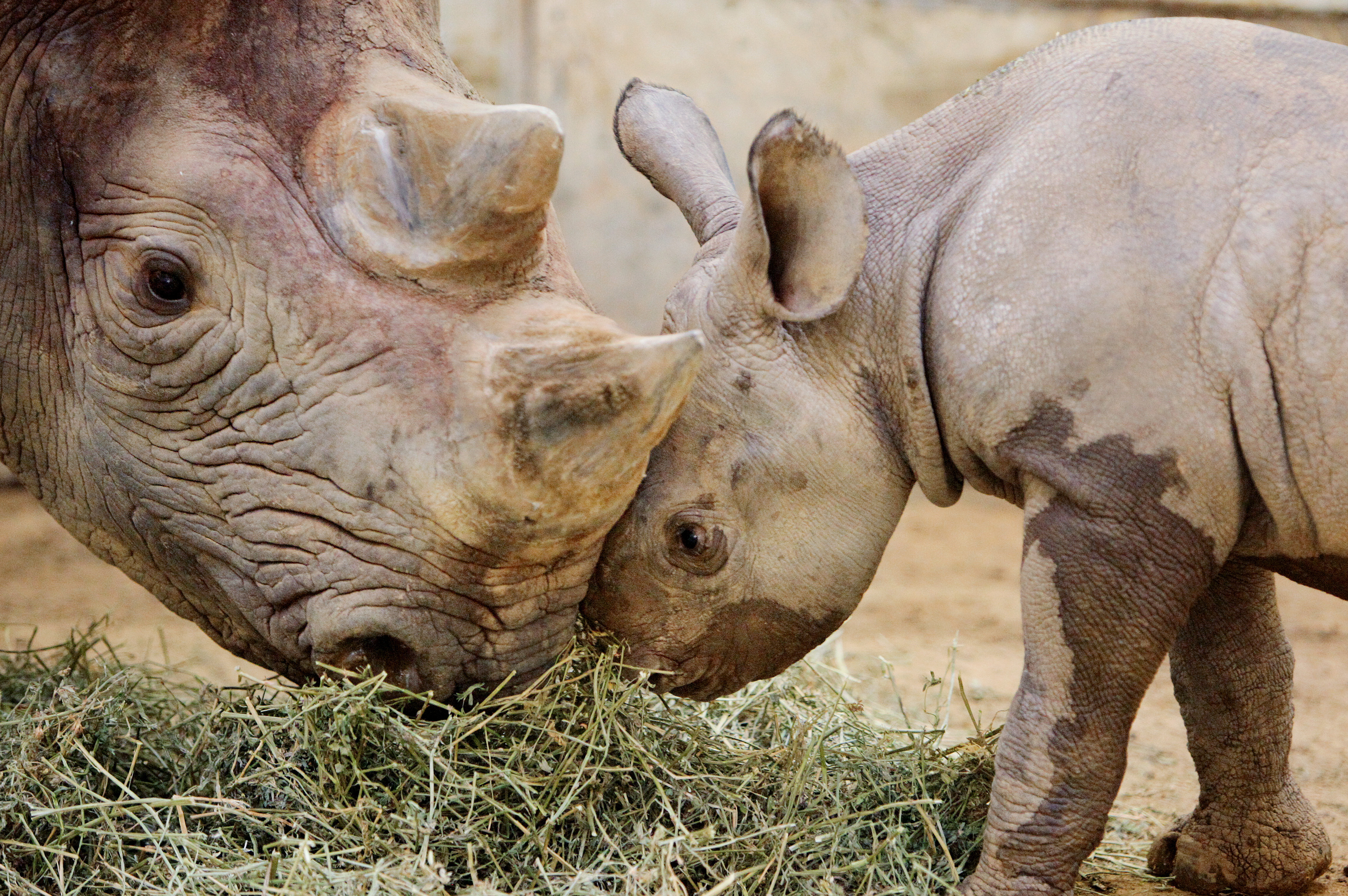 Free download wallpaper Animal, Rhinoceros, Rhino on your PC desktop