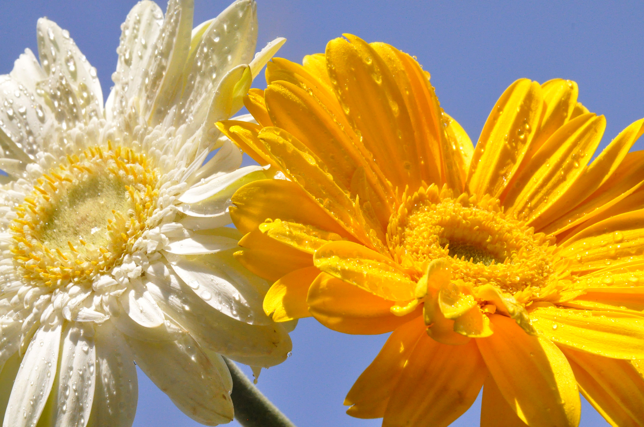 無料モバイル壁紙ガーベラ, デイジー, 黄色い花, 白い花, フラワーズ, 地球をダウンロードします。