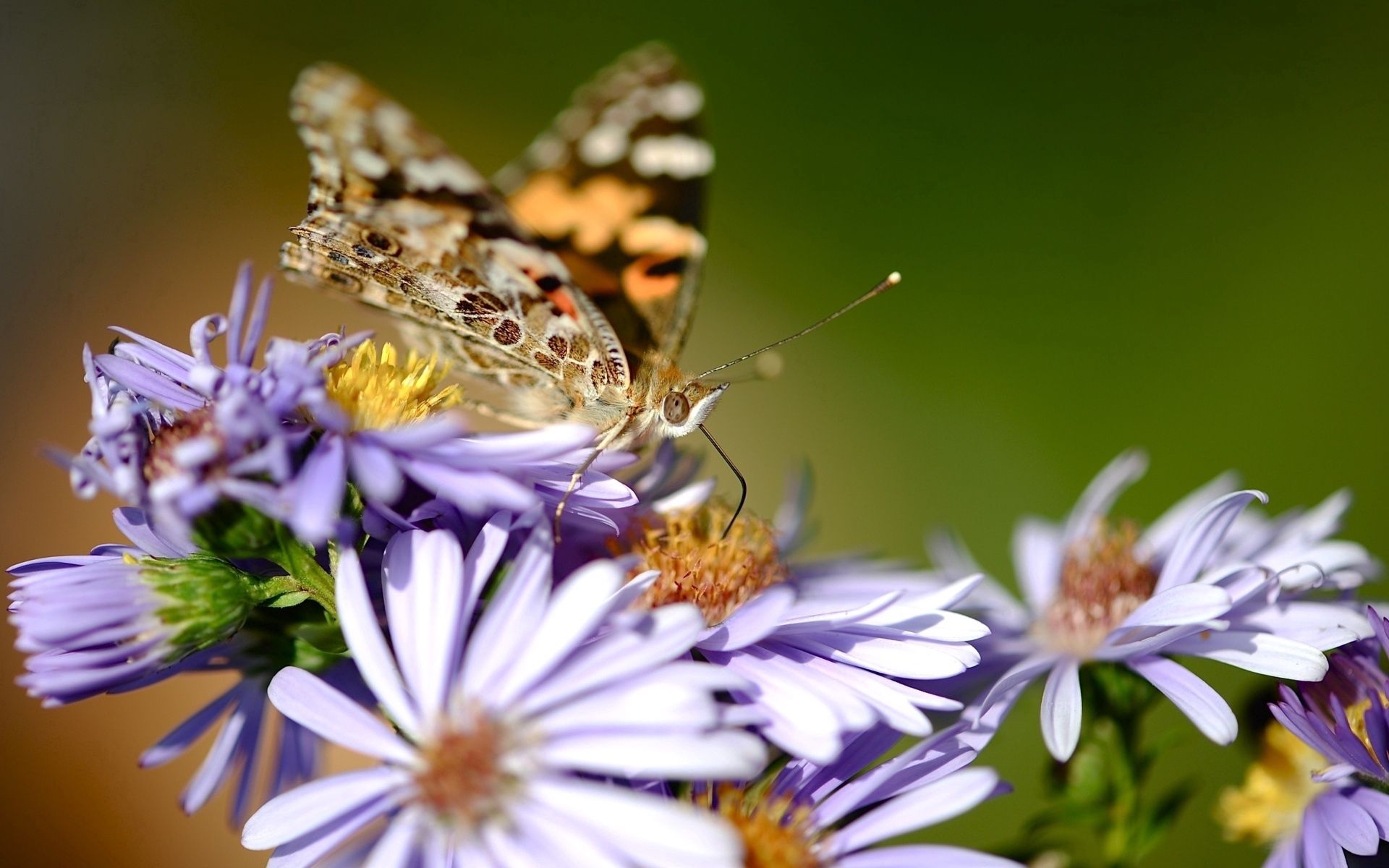 flowers, macro, pattern, butterfly, wings, shallow, small