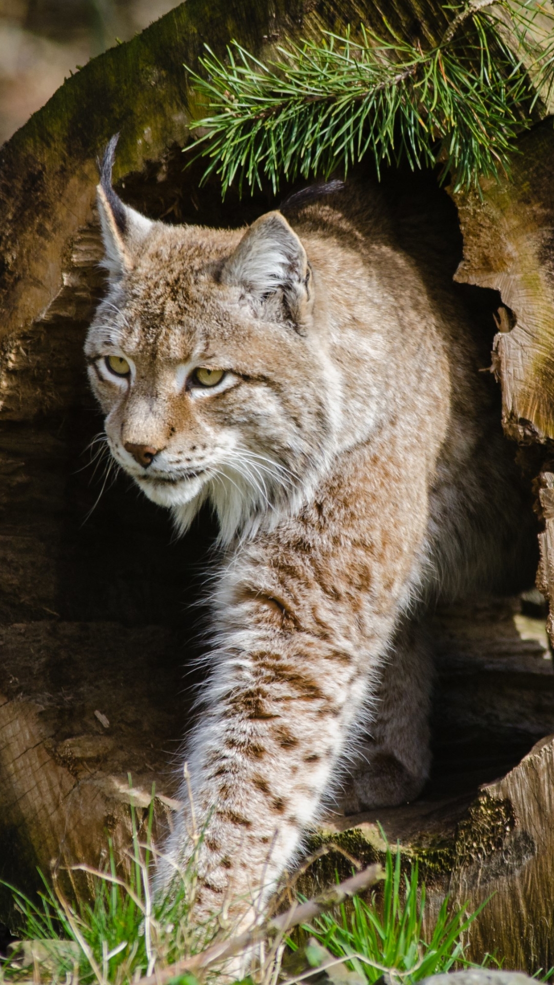 Download mobile wallpaper Cats, Cat, Animal, Lynx for free.