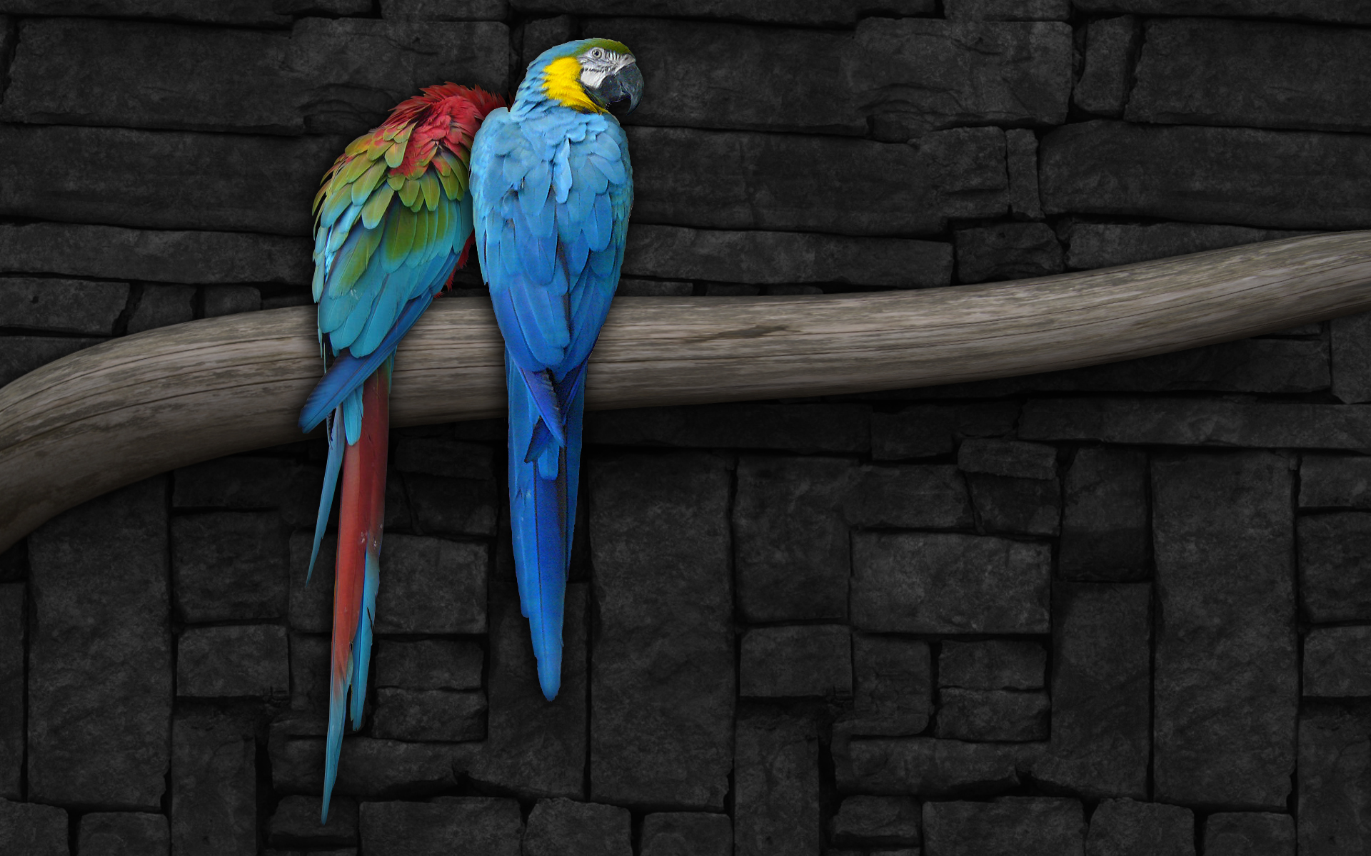160874壁紙のダウンロード動物, コンゴウインコ, 鳥, 青と黄色のコンゴウインコ, オウム, 赤と緑のコンゴウインコ-スクリーンセーバーと写真を無料で