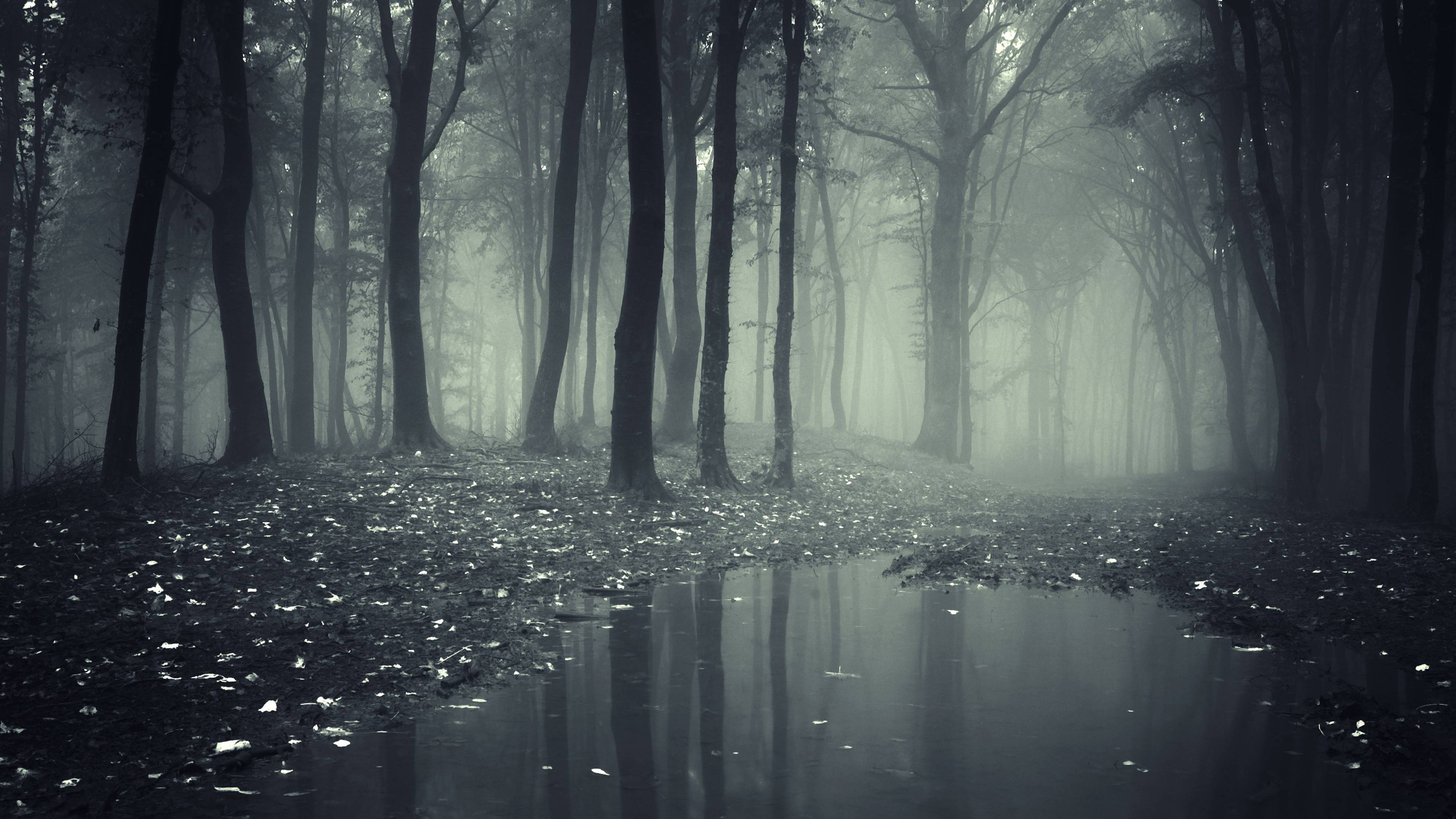 Laden Sie das Natur, Wald, Baum, Nebel, Erde/natur-Bild kostenlos auf Ihren PC-Desktop herunter