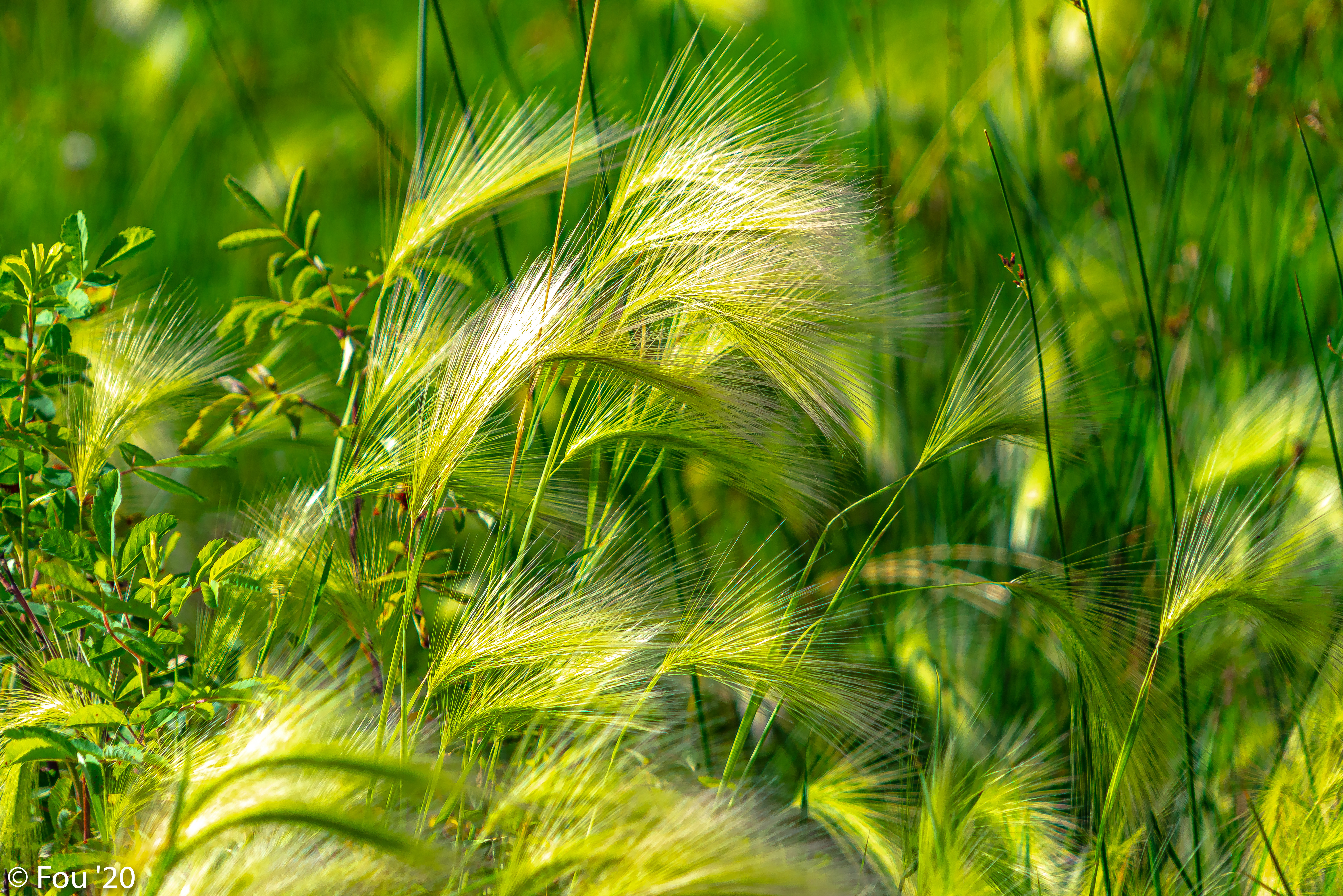 Download mobile wallpaper Ears, Spikes, Field, Grass, Nature for free.