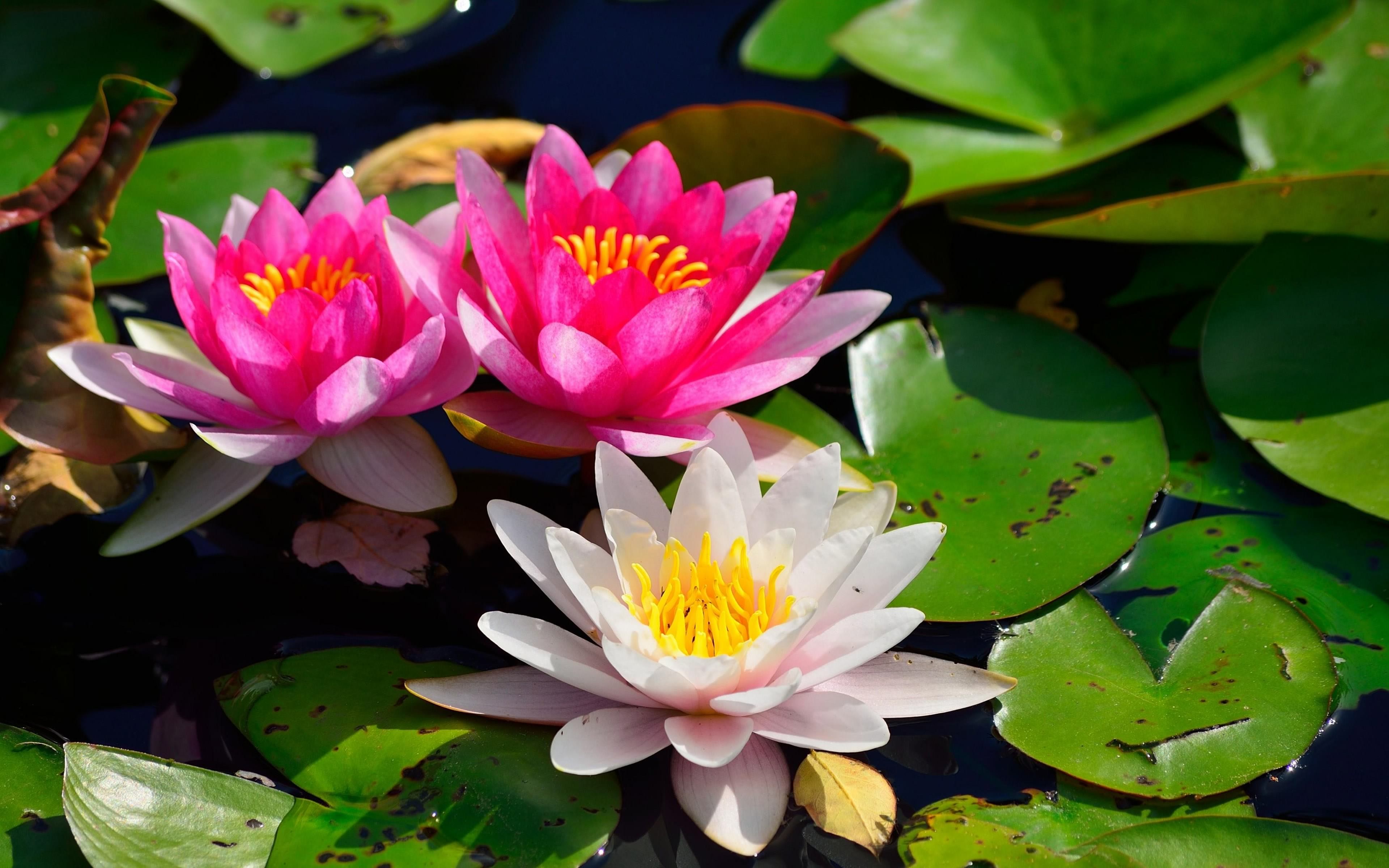 Download mobile wallpaper Flower, Earth, Water Lily, White Flower, Pink Flower for free.