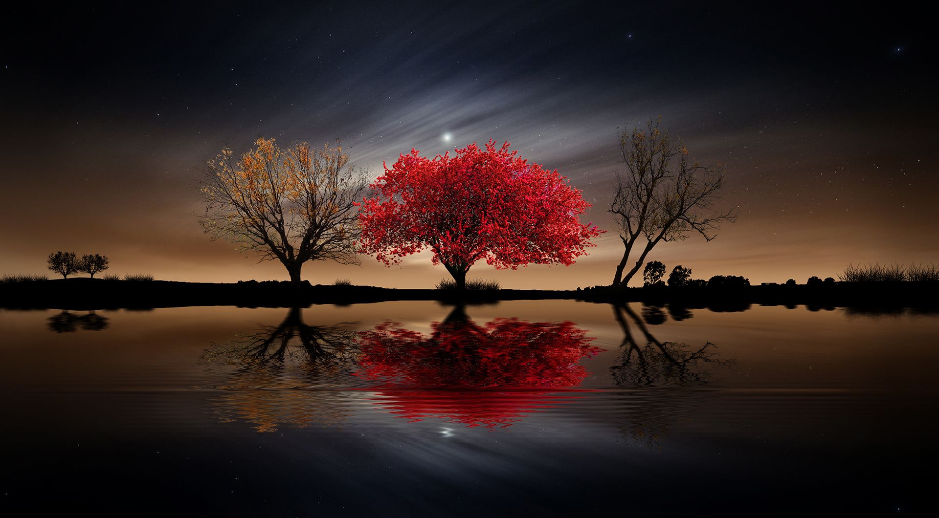 Download mobile wallpaper Trees, Night, Moon, Reflection, Tree, Earth for free.