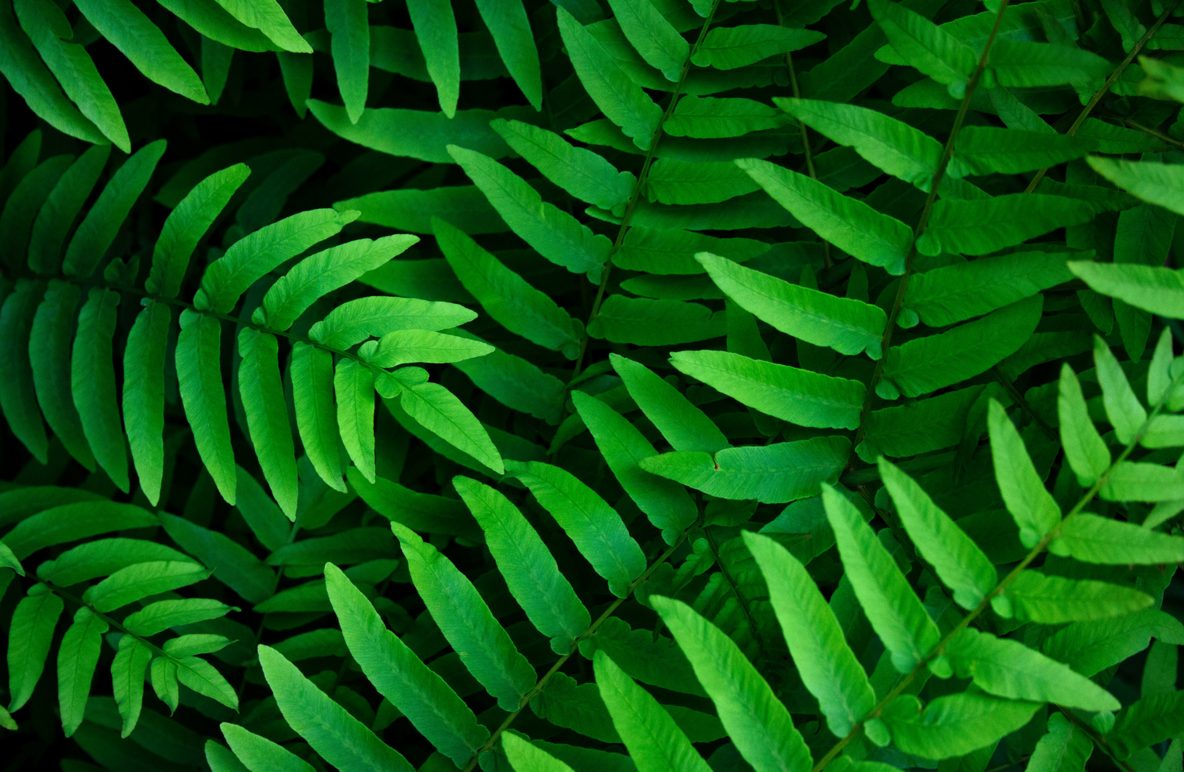 Free download wallpaper Plant, Fern, Close Up, Leaf, Earth, Greenery on your PC desktop