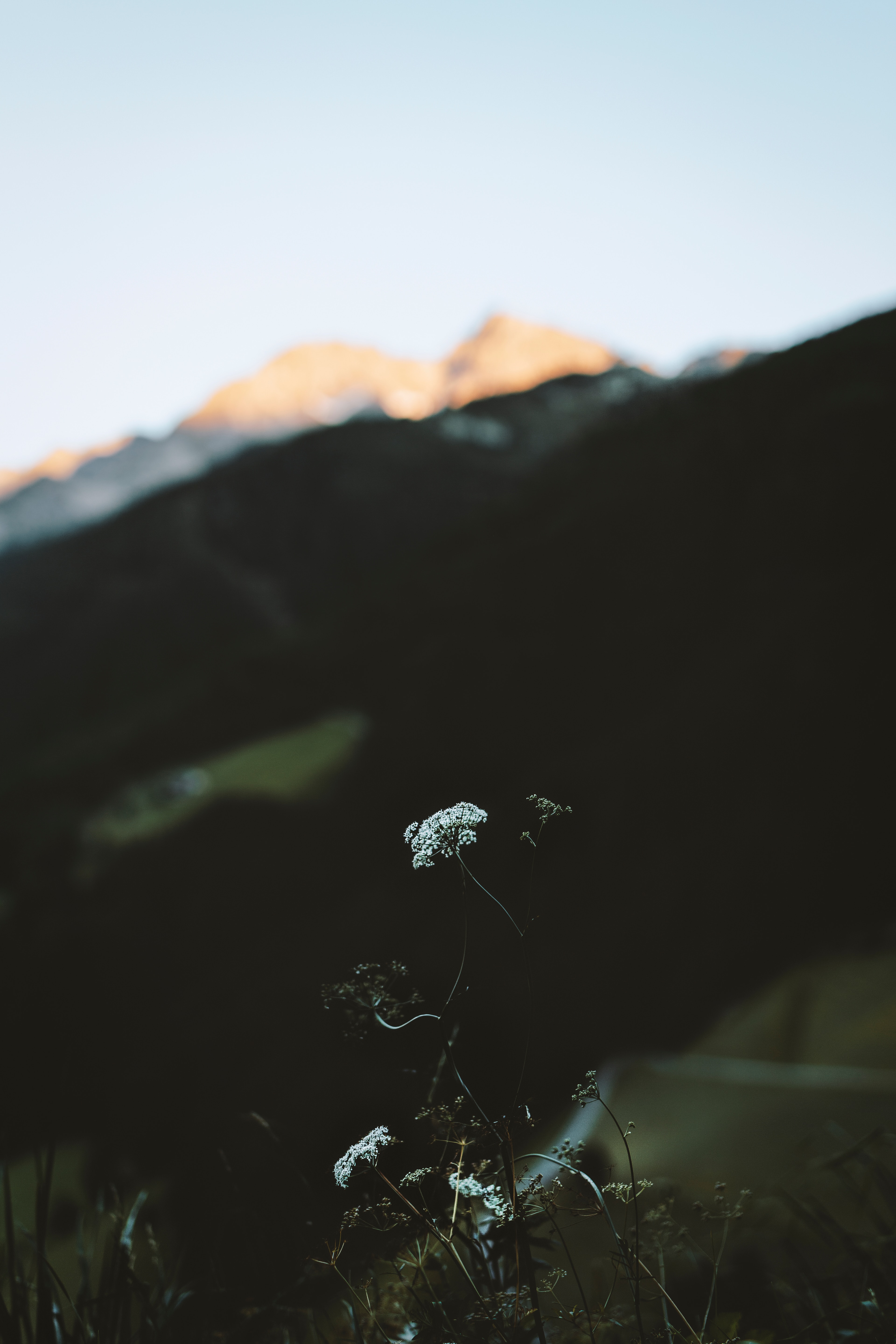 Download mobile wallpaper Flower, Plant, Mountains, Nature, Wildlife for free.