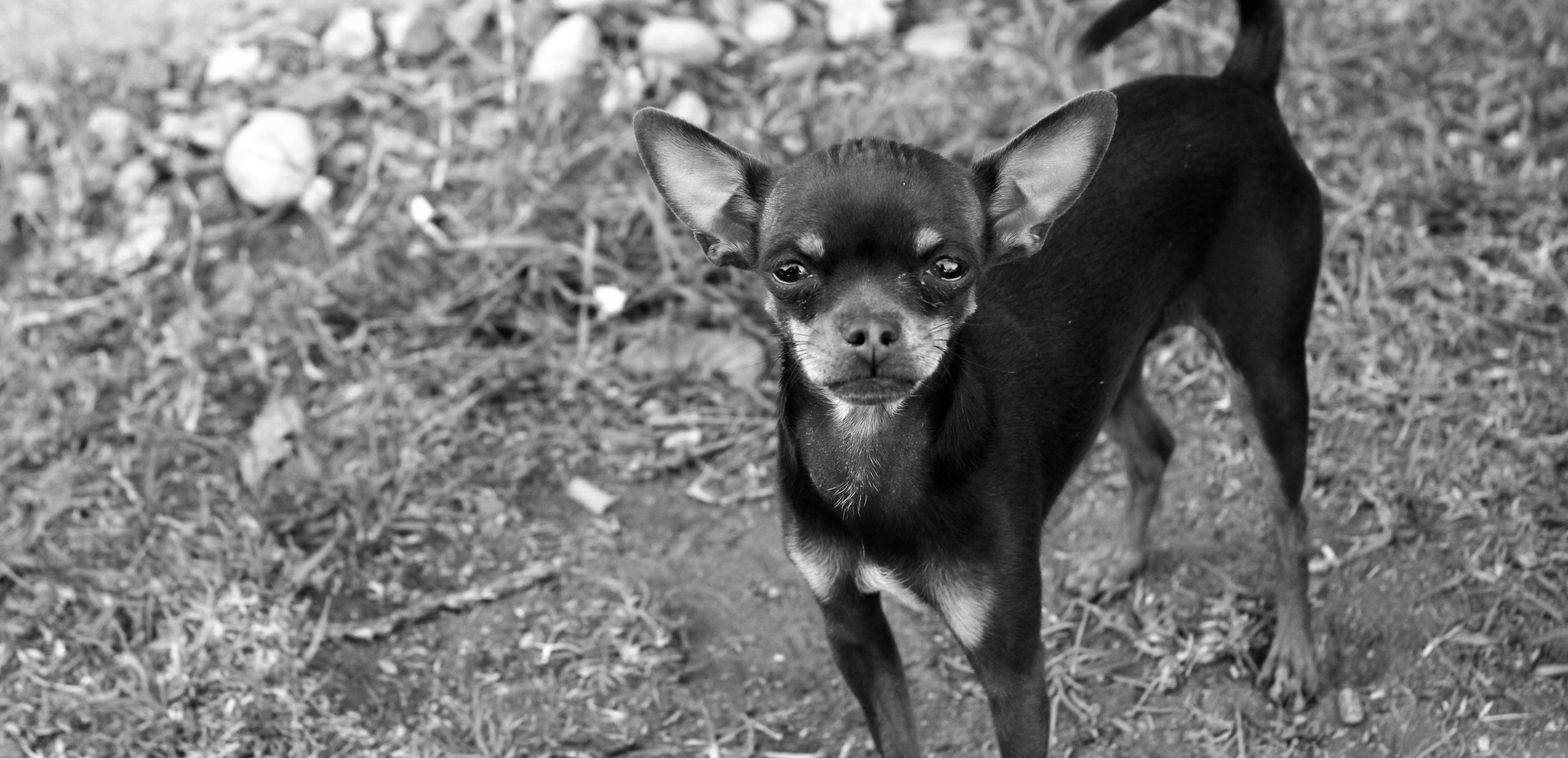 無料モバイル壁紙犬, 動物をダウンロードします。