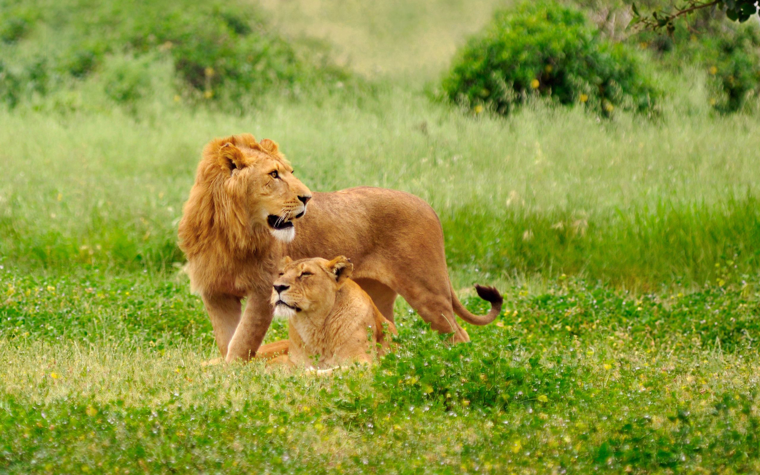 Téléchargez gratuitement l'image Animaux, Chats, Lion sur le bureau de votre PC