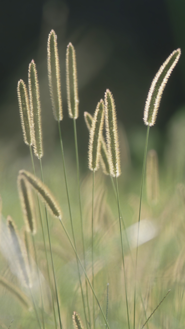 Descarga gratuita de fondo de pantalla para móvil de Hierba, Tierra/naturaleza.