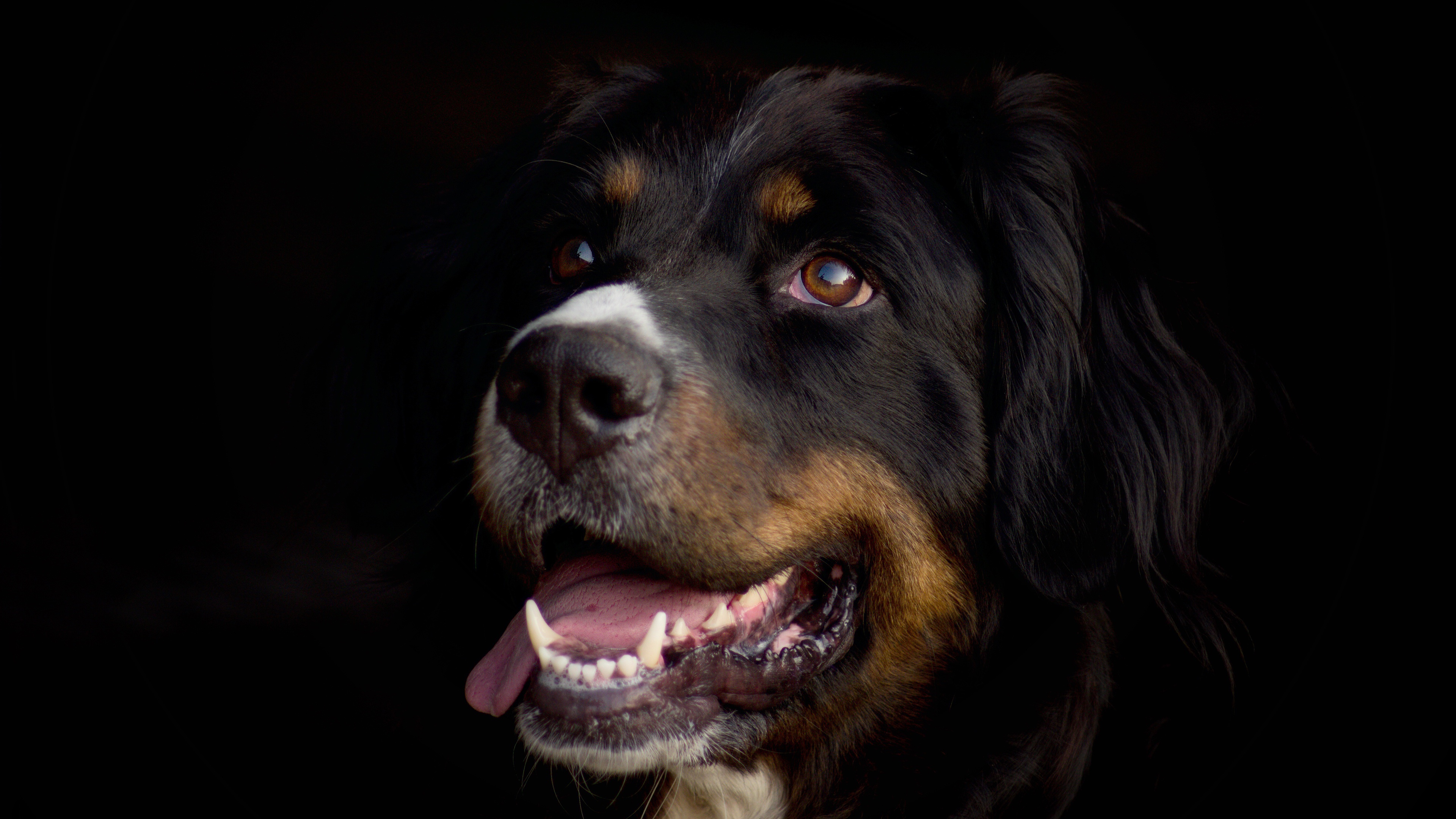 PCデスクトップに動物, 犬, バーニーズ・マウンテン・ドッグ画像を無料でダウンロード