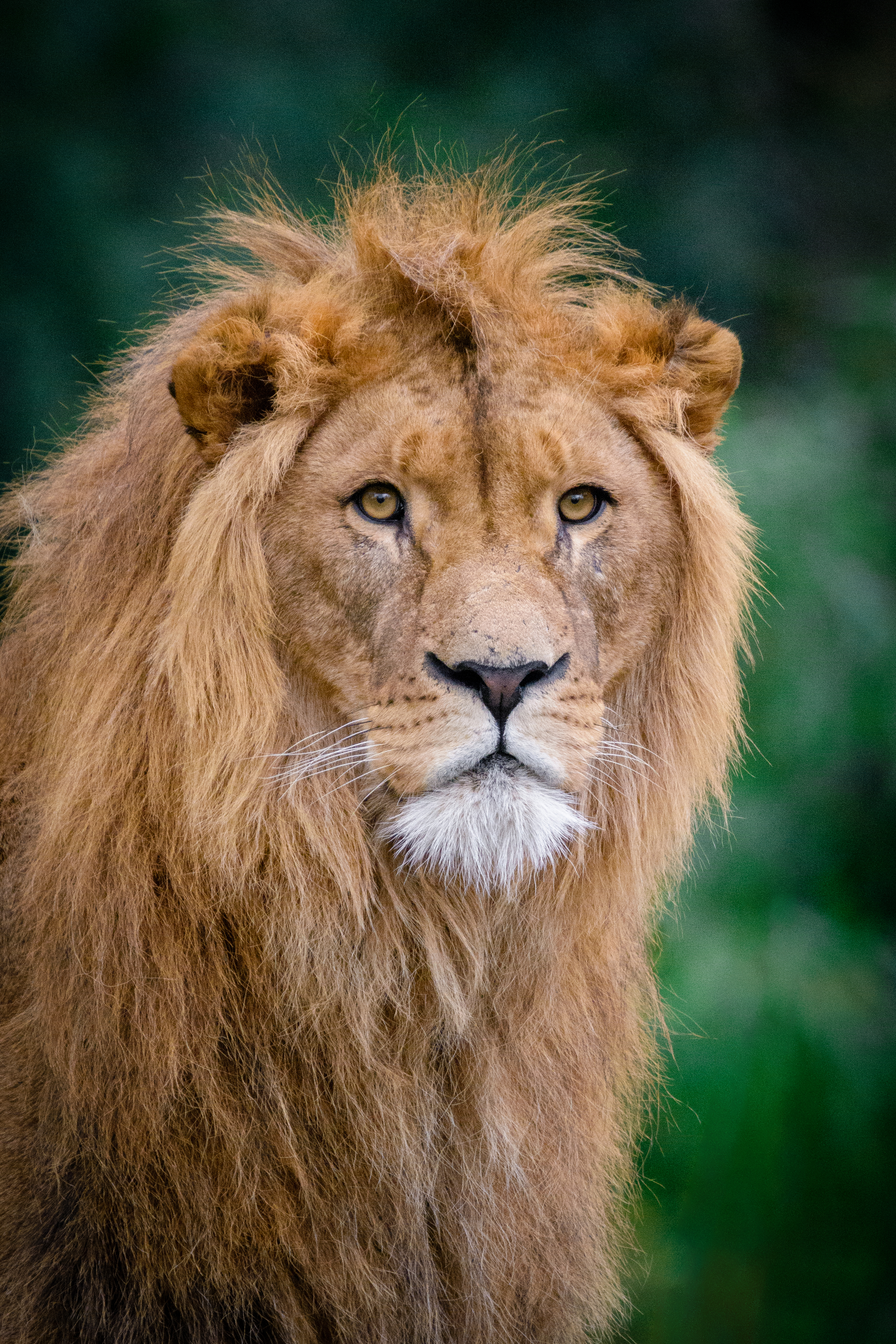 92471 descargar fondo de pantalla animales, bozal, un leon, león, rey de las bestias: protectores de pantalla e imágenes gratis