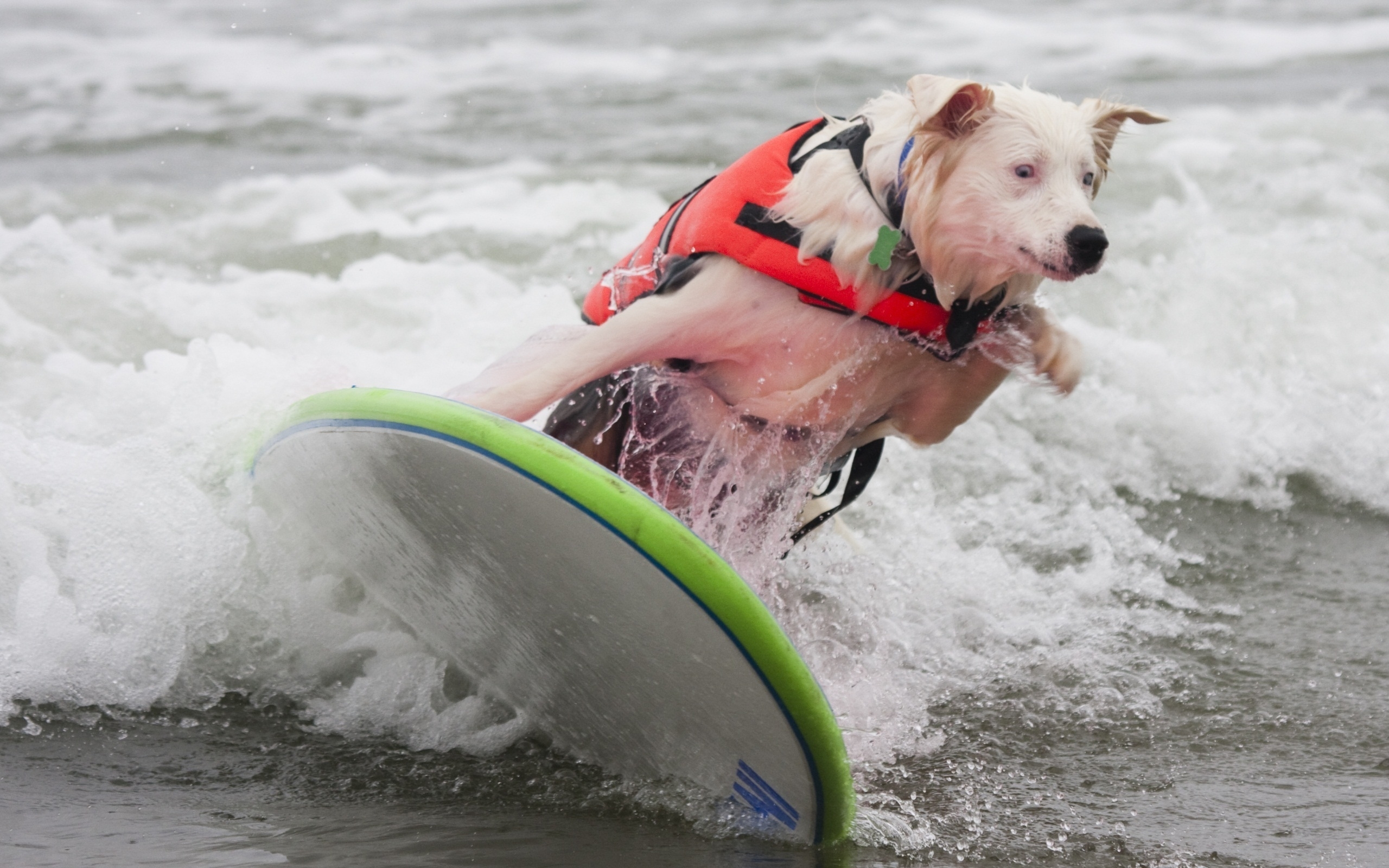 Baixar papel de parede para celular de Surfe, Cães, Onda, Mar, Água, Cão, Animais gratuito.
