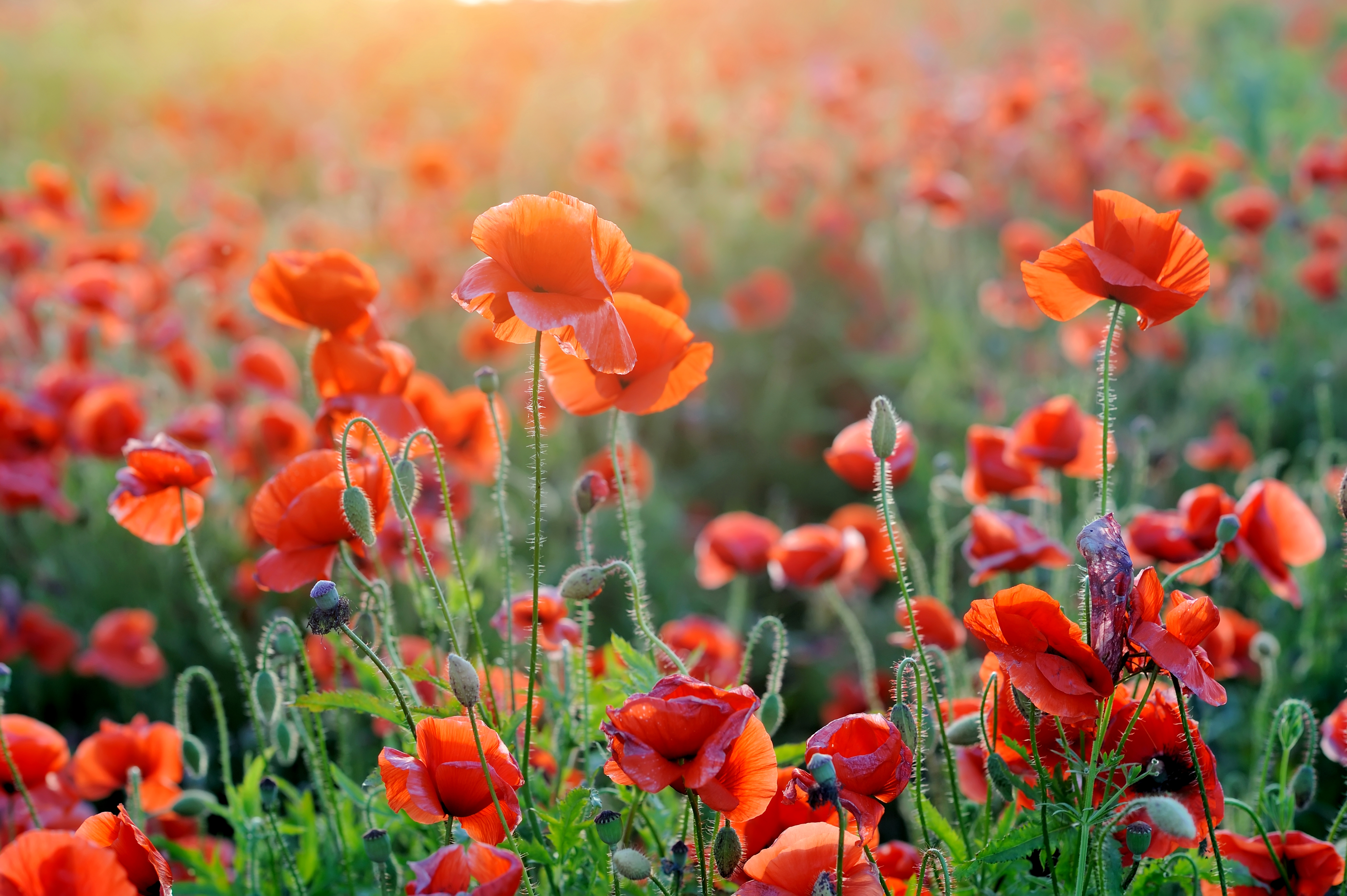 Laden Sie das Natur, Blumen, Mohn, Sommer, Blume, Rote Blume, Erde/natur-Bild kostenlos auf Ihren PC-Desktop herunter