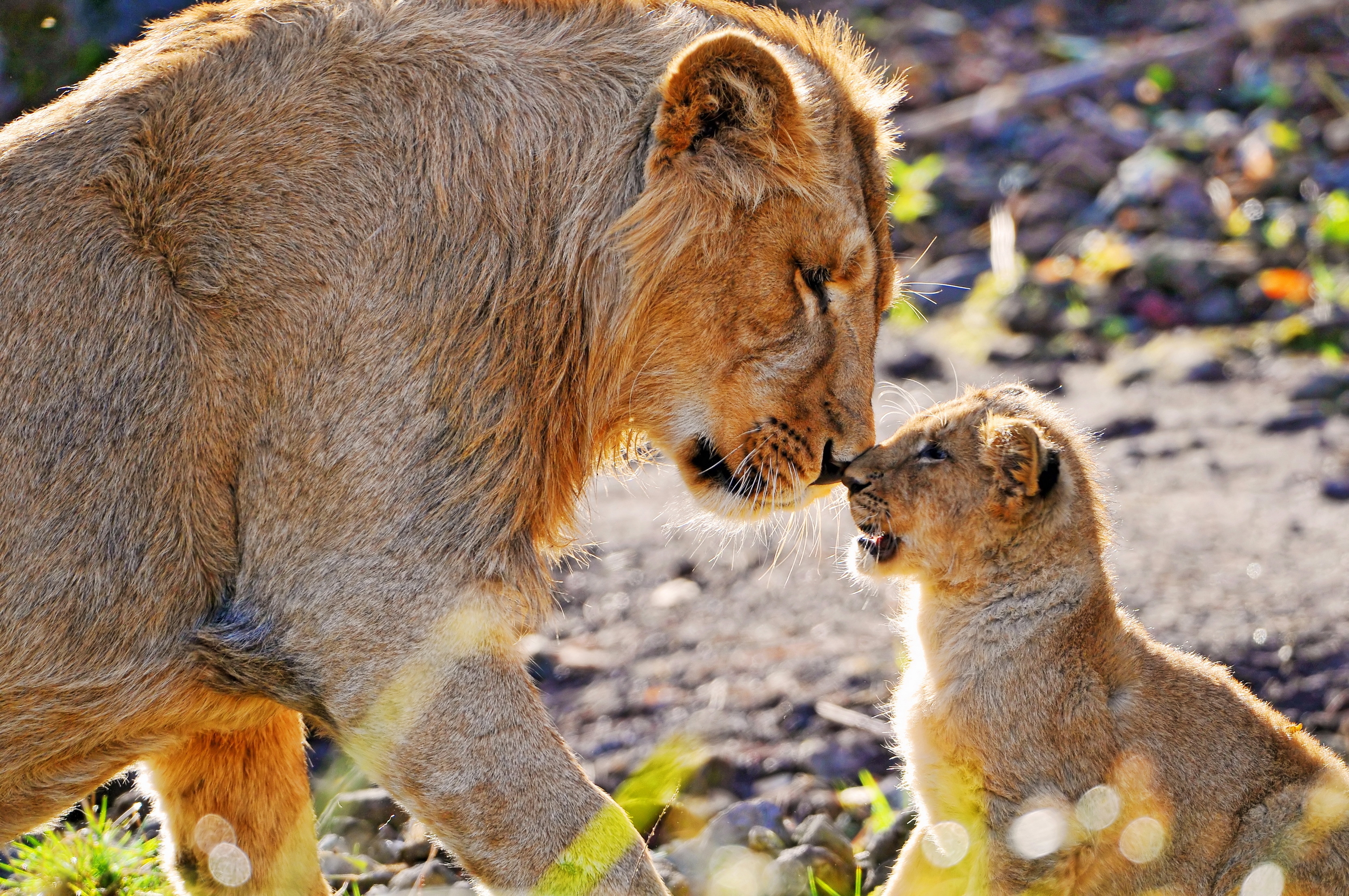 lioness, lion cub, young, animals, lion, predator, care, joey, tenderness, attention