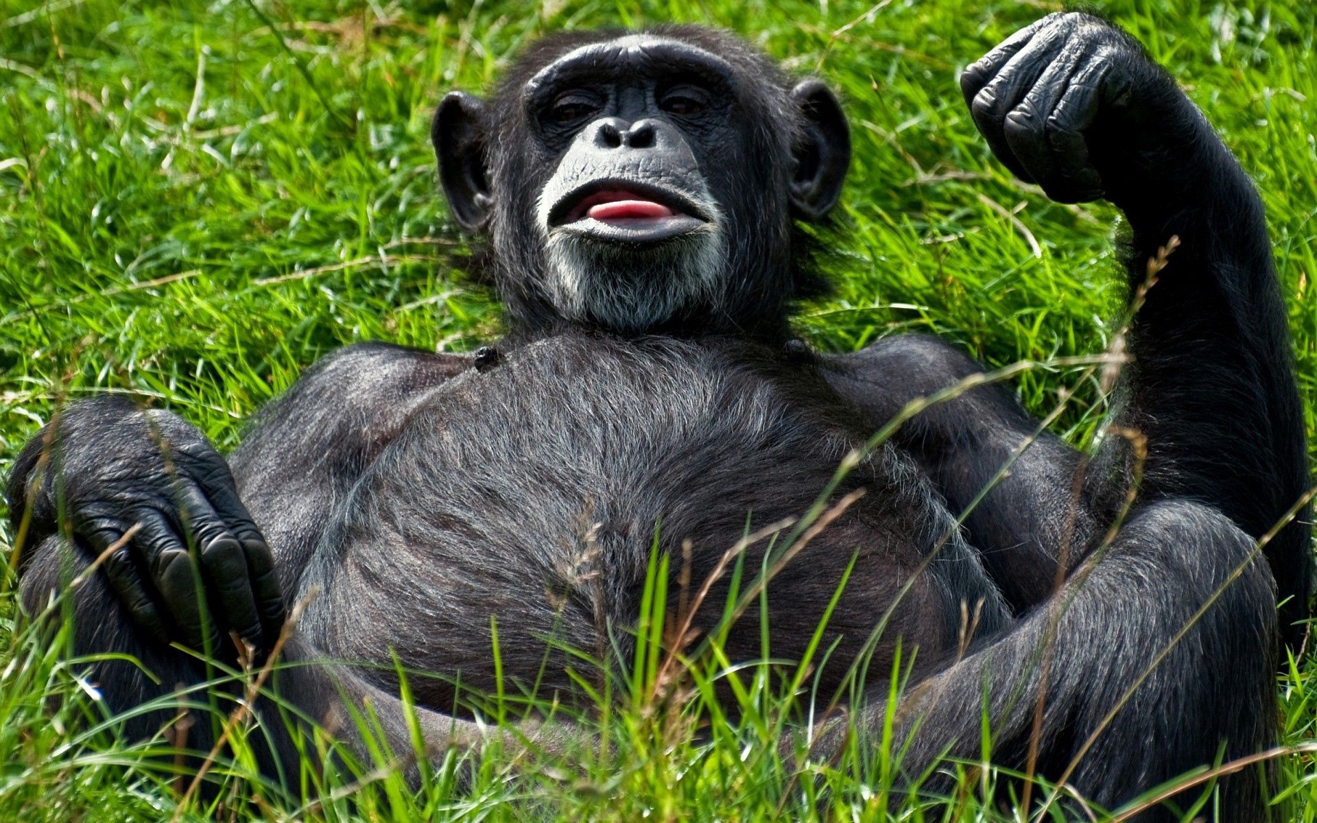 155968 скачать обои обезьяна, черный, животные, трава, лежать, дразнится - заставки и картинки бесплатно