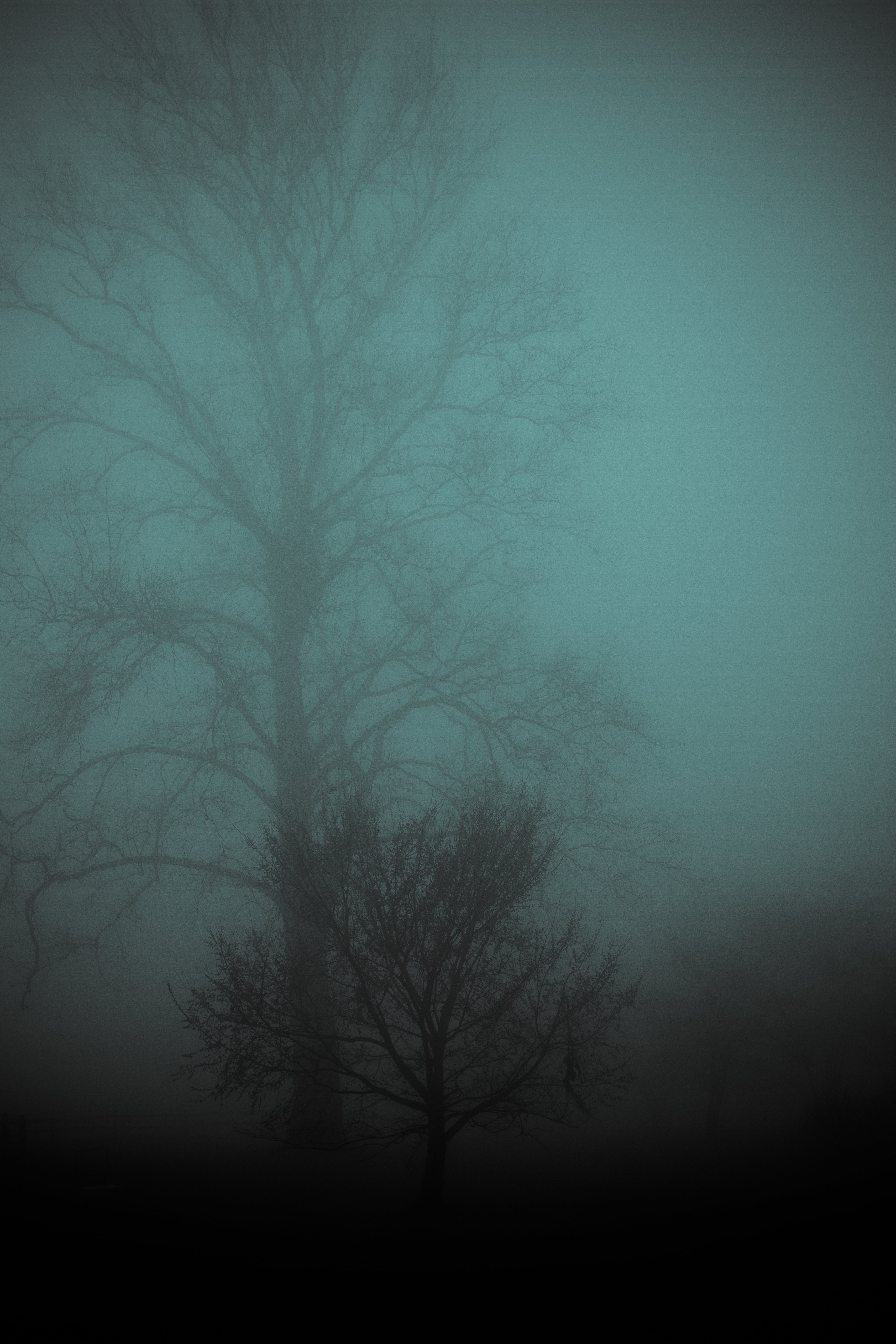 105899 скачать картинку мрачно, природа, дерево, туман - обои и заставки бесплатно