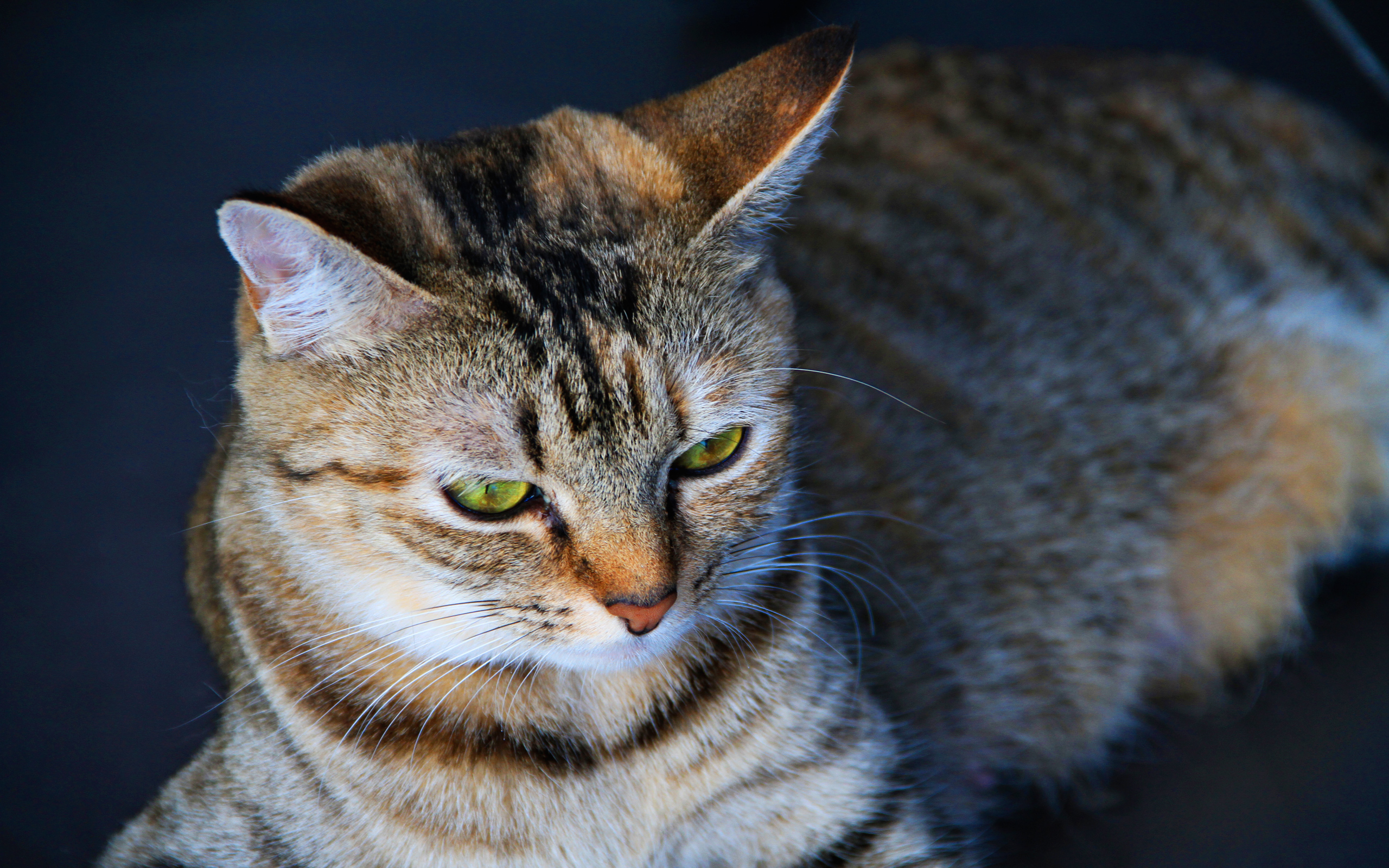 Baixe gratuitamente a imagem Animais, Gatos, Gato na área de trabalho do seu PC