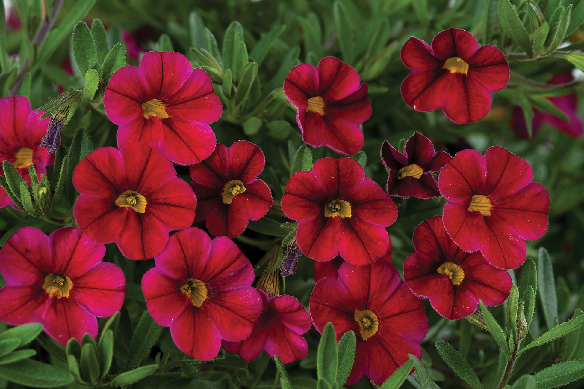 Laden Sie das Blumen, Blume, Blatt, Rote Blume, Erde/natur-Bild kostenlos auf Ihren PC-Desktop herunter