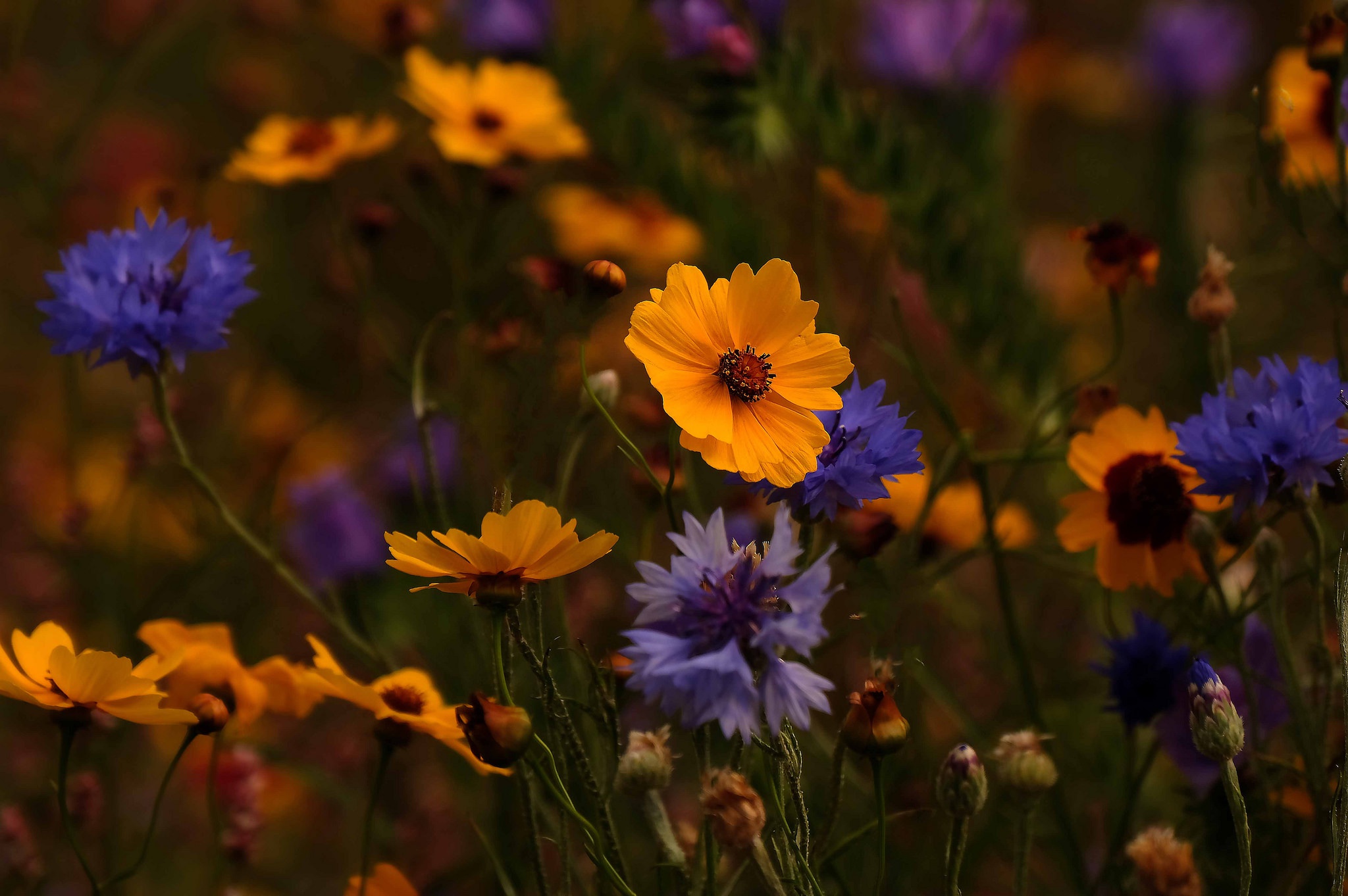 Завантажити шпалери безкоштовно Природа, Квітка, Земля, Жовта Квітка, Впритул, Синя Квітка, Флауерзи картинка на робочий стіл ПК