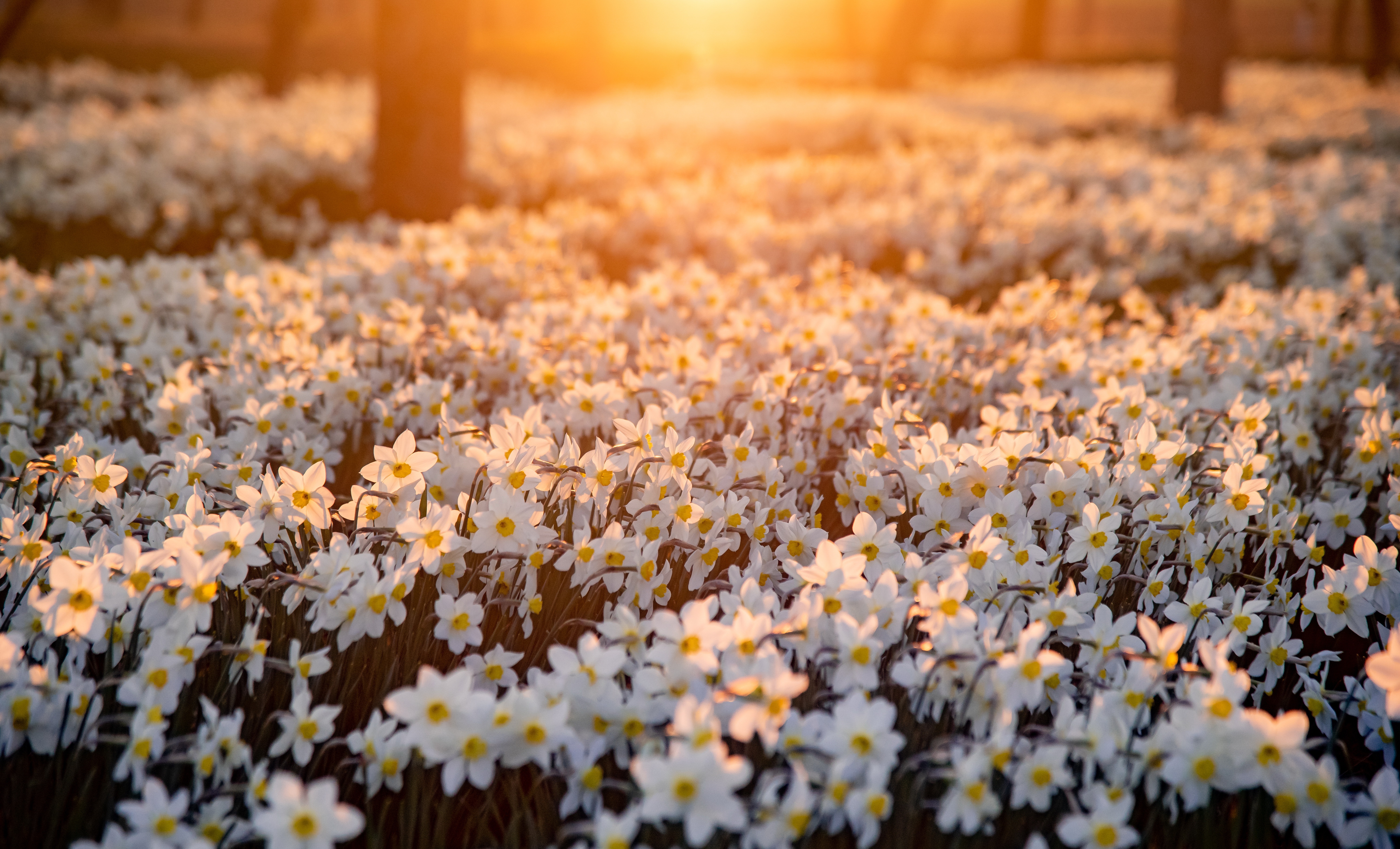 Download mobile wallpaper Nature, Flowers, Flower, Earth, Spring, White Flower, Daffodil for free.