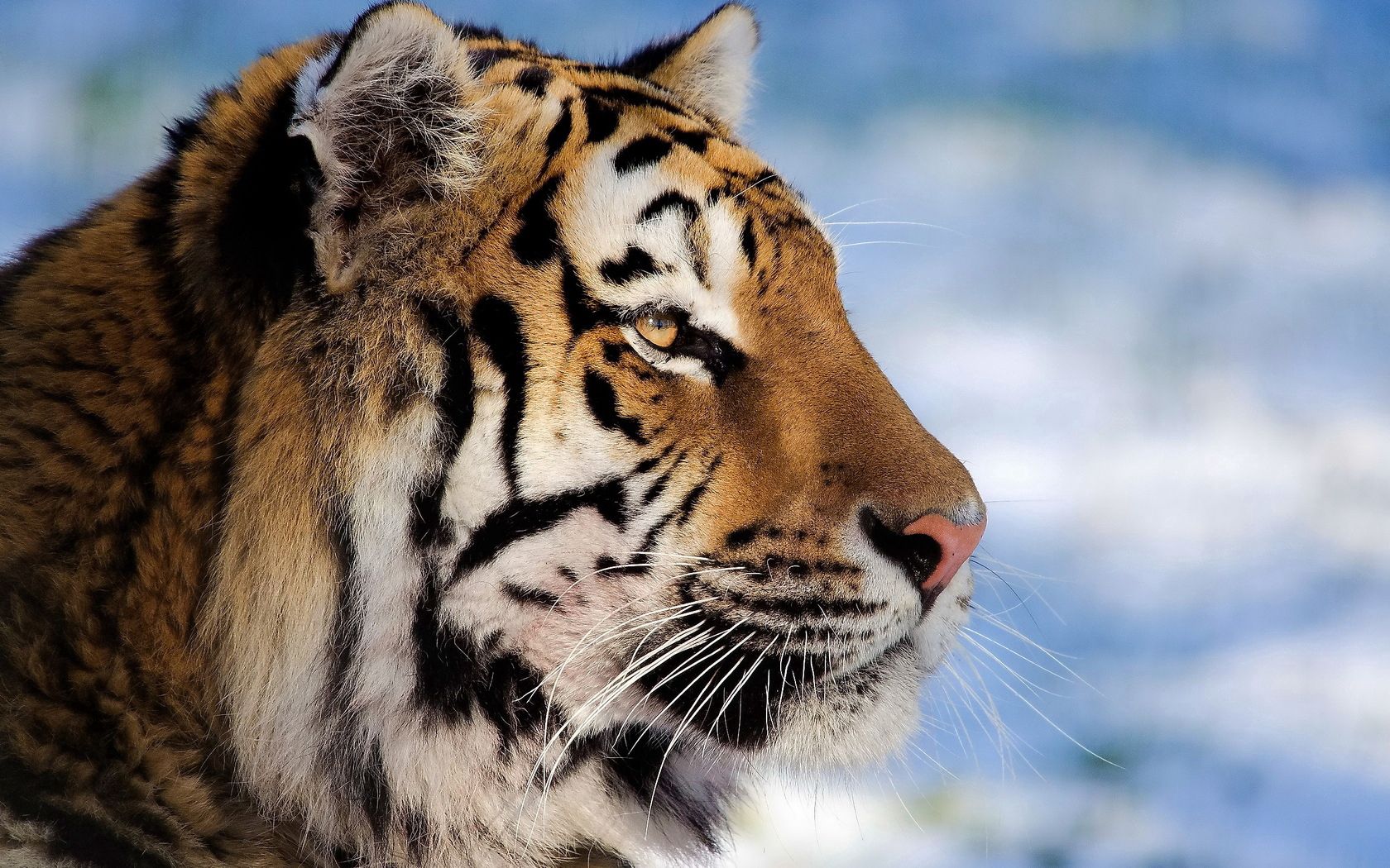 Download mobile wallpaper Muzzle, Profile, Striped, Big Cat, Tiger, Animals for free.