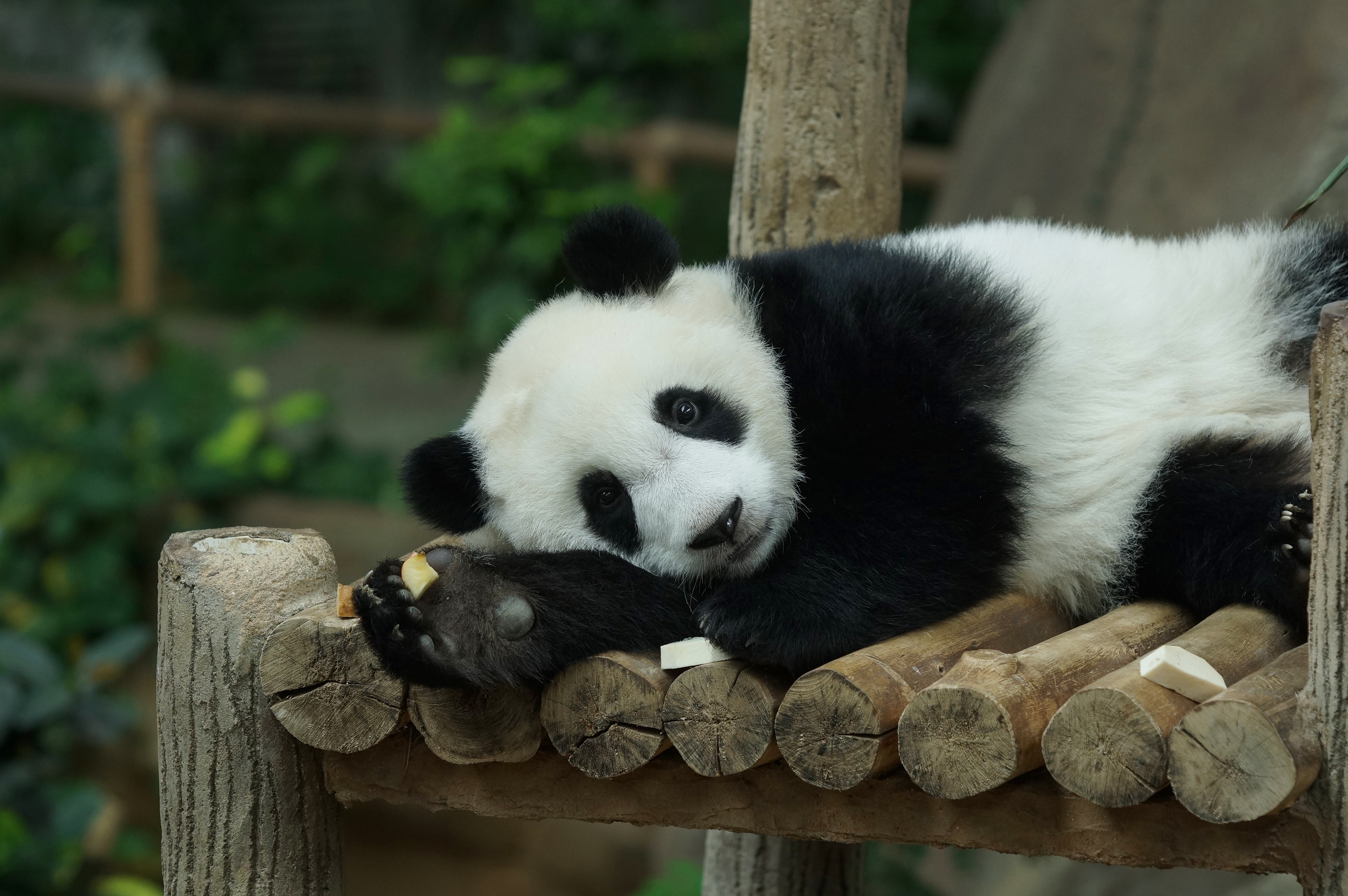 Téléchargez gratuitement l'image Animaux, Panda sur le bureau de votre PC