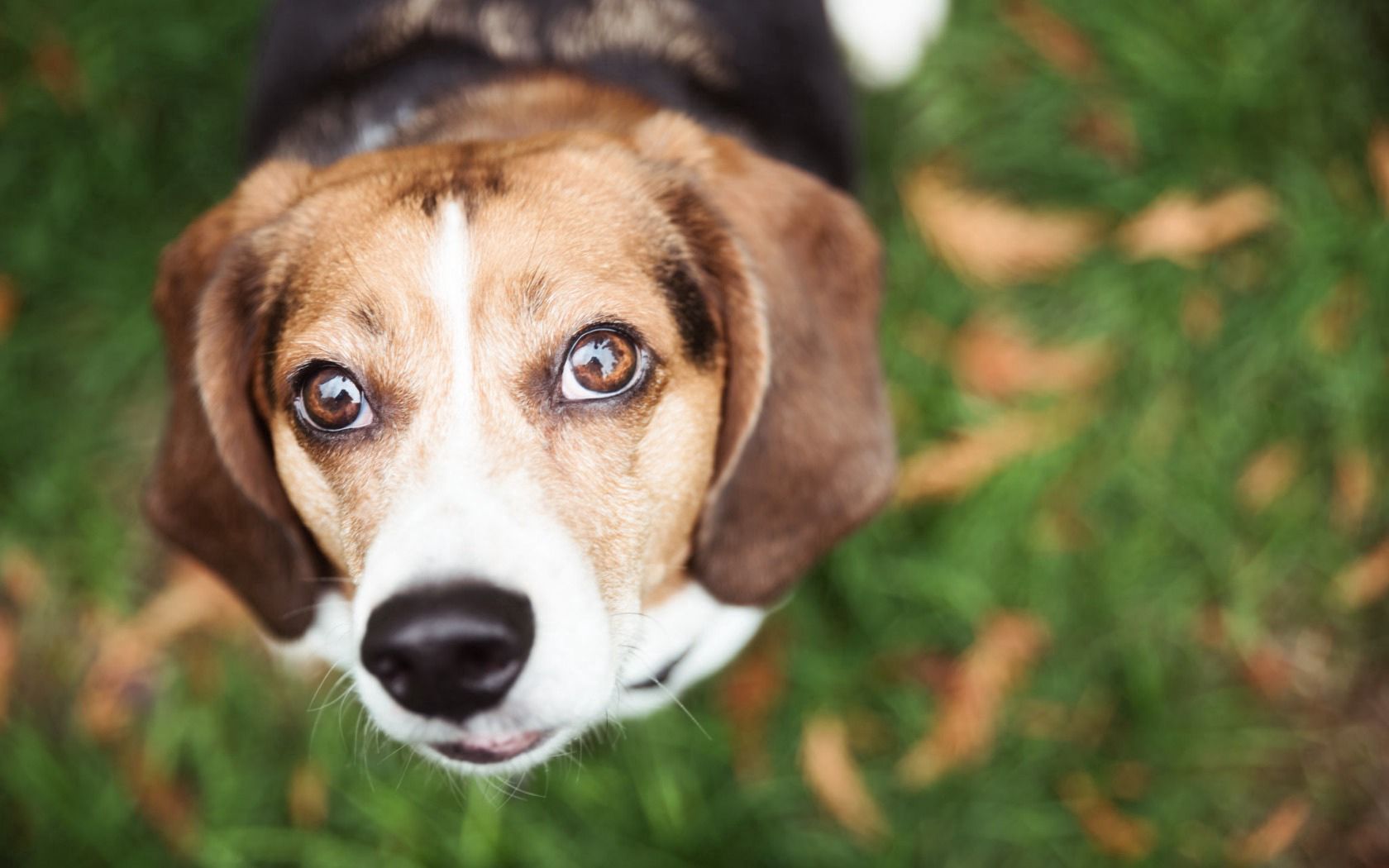 Handy-Wallpaper Hund, Unschärfe, Glatt, Grass, Schnauze, Tiere kostenlos herunterladen.