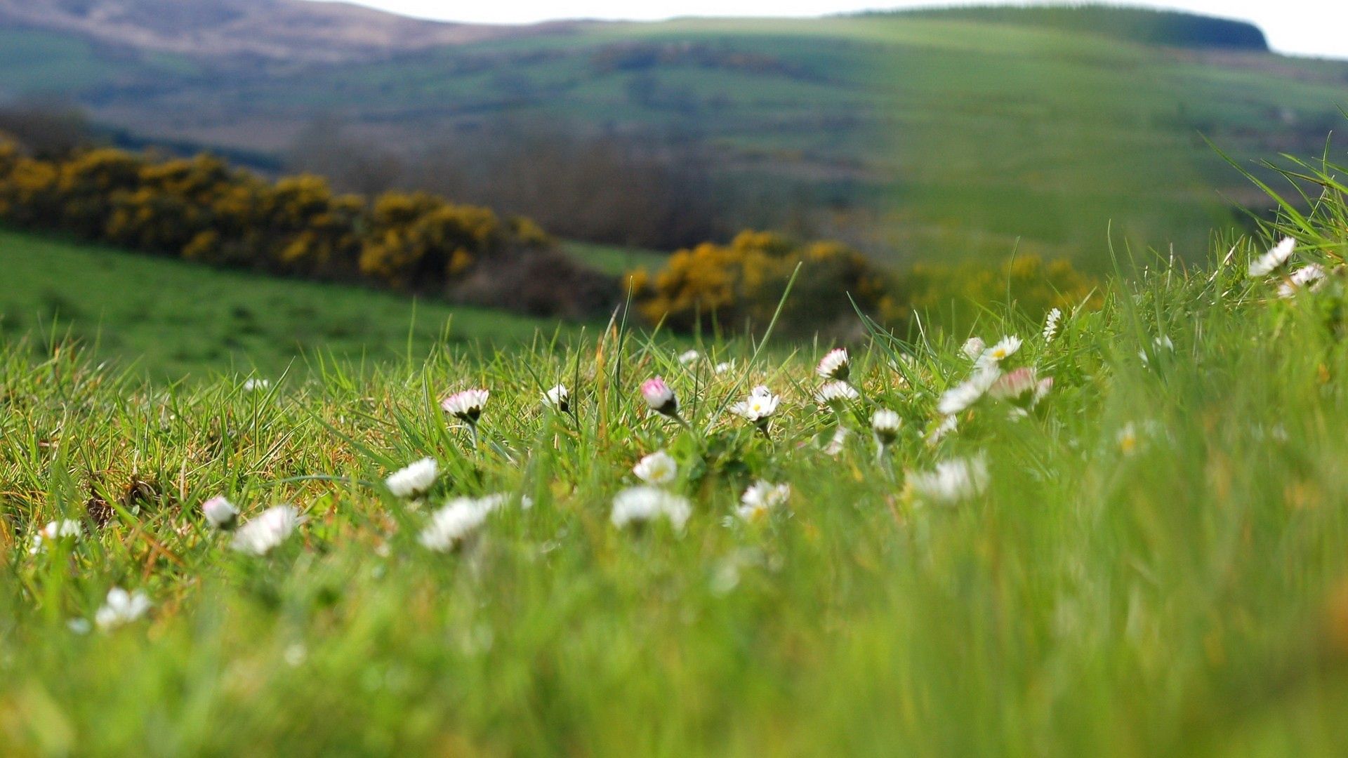 Free download wallpaper Flowers, Grass, Macro, Field on your PC desktop