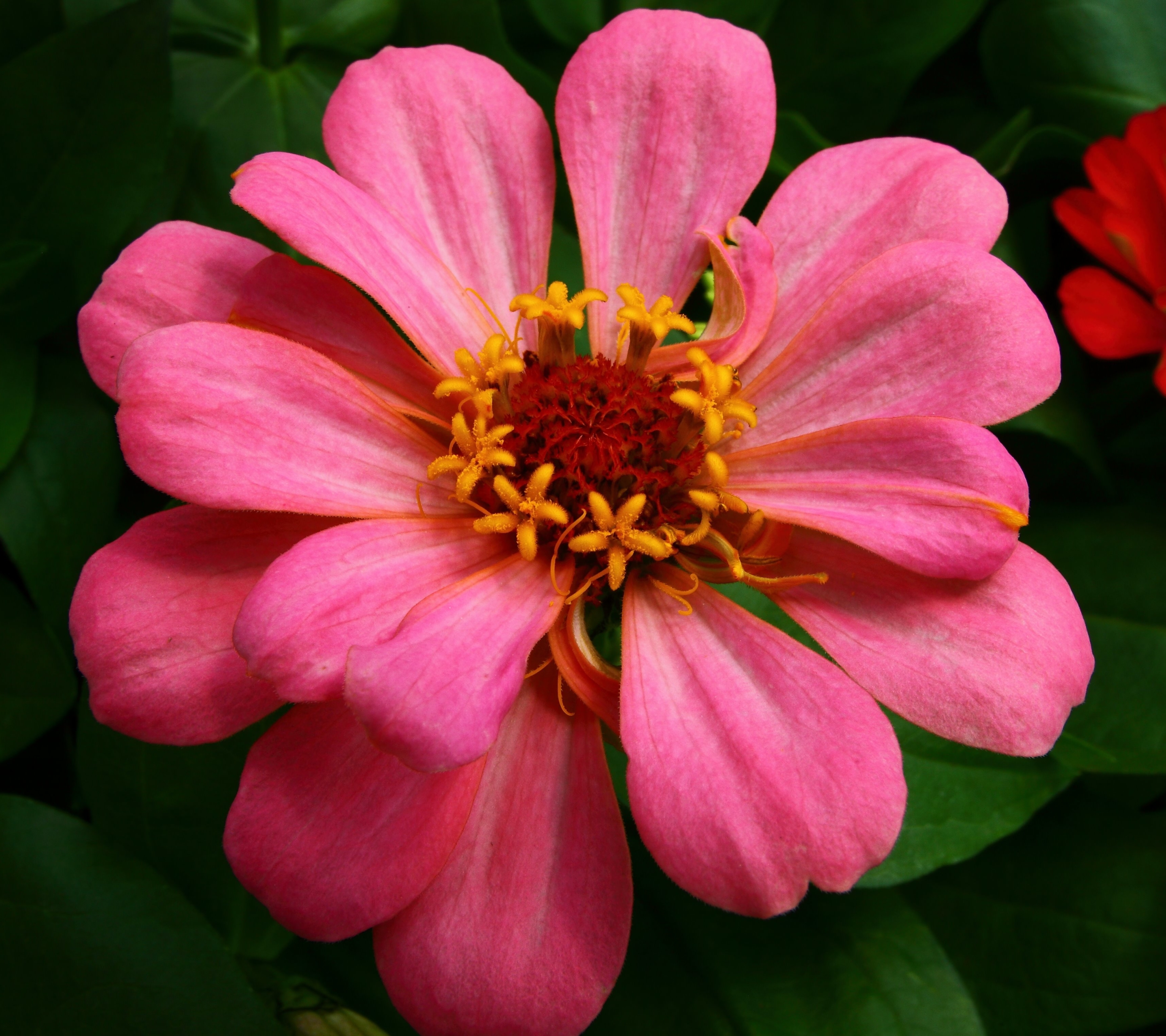 Free download wallpaper Flowers, Flower, Close Up, Earth, Petal, Pink Flower on your PC desktop