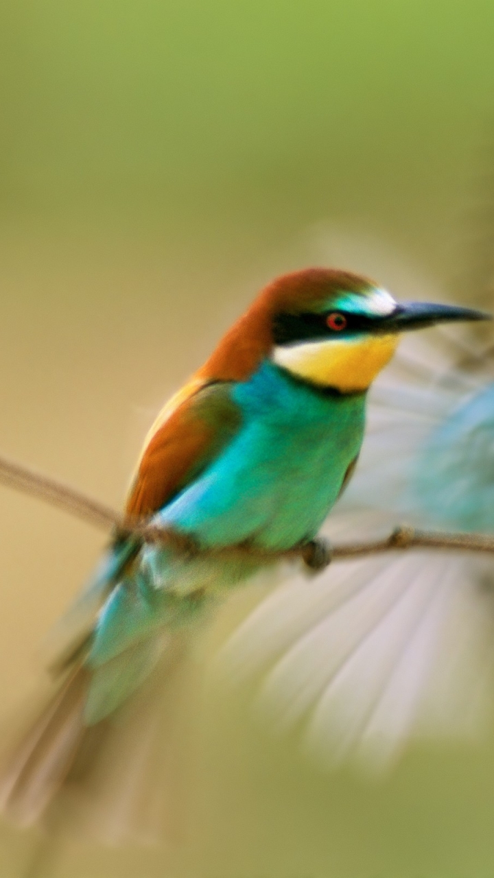 Téléchargez des papiers peints mobile Animaux, Oiseau, Des Oiseaux gratuitement.