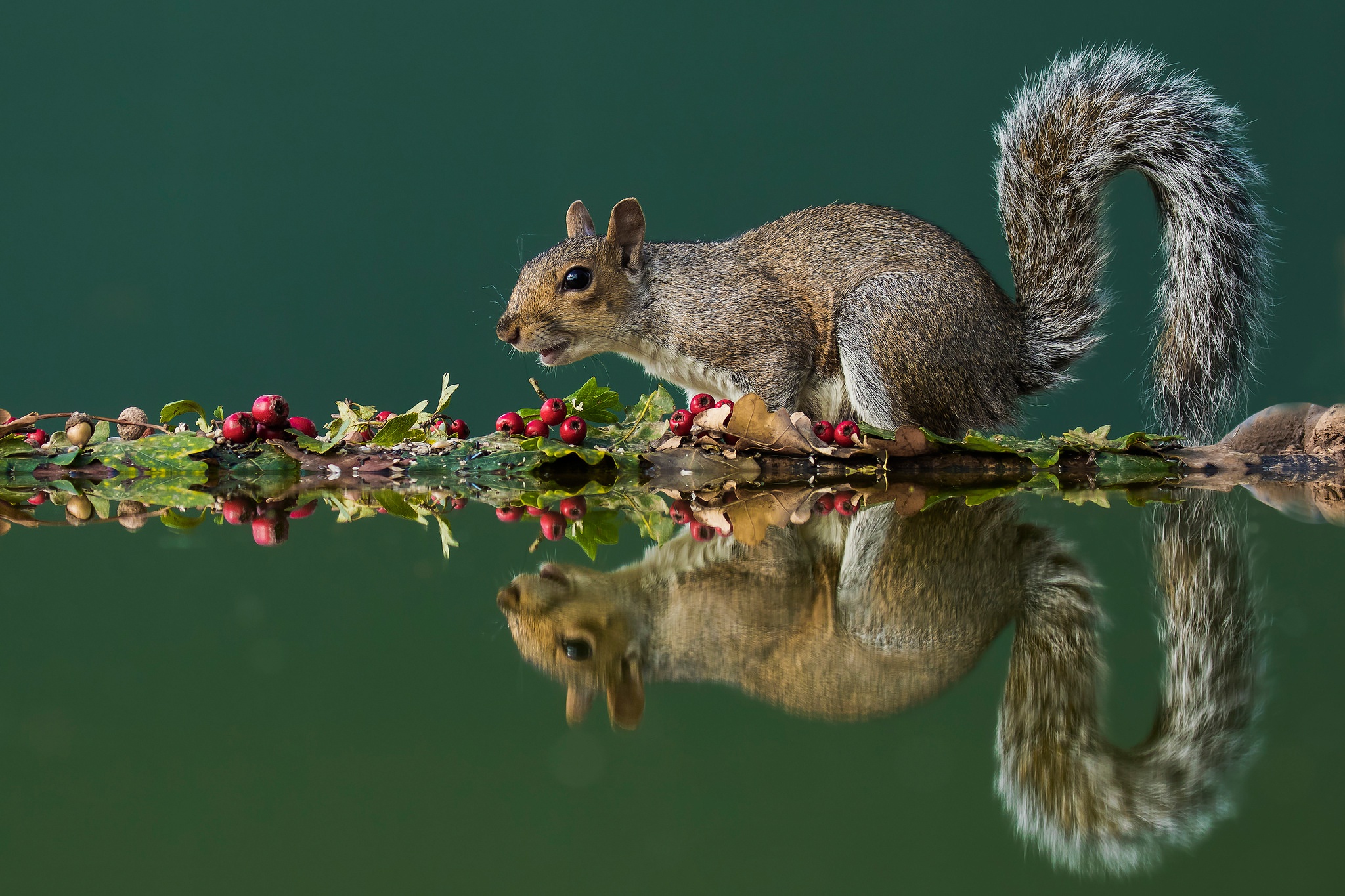 Free download wallpaper Squirrel, Reflection, Animal, Rodent on your PC desktop