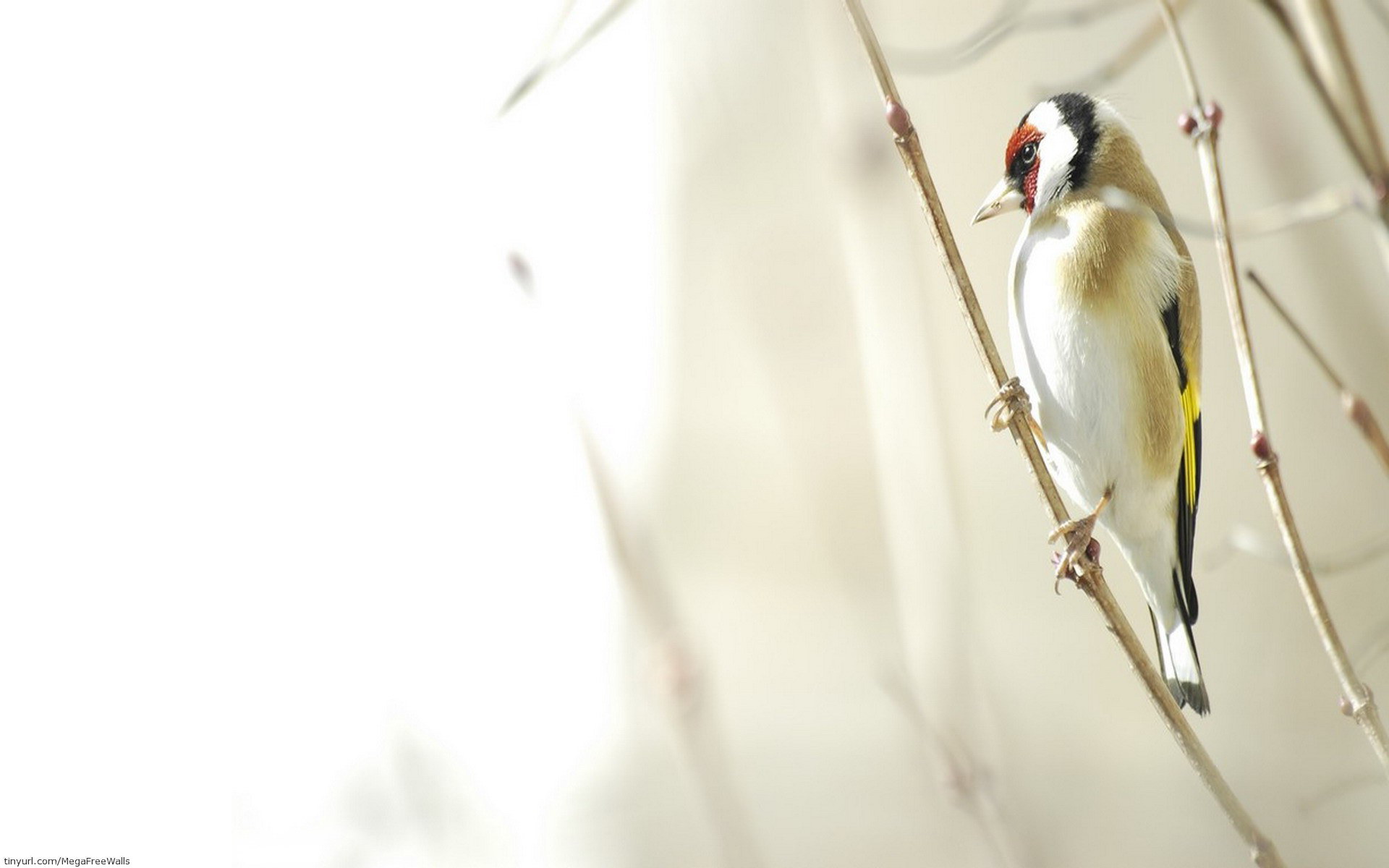 PCデスクトップに動物, 鳥, ブランチ画像を無料でダウンロード