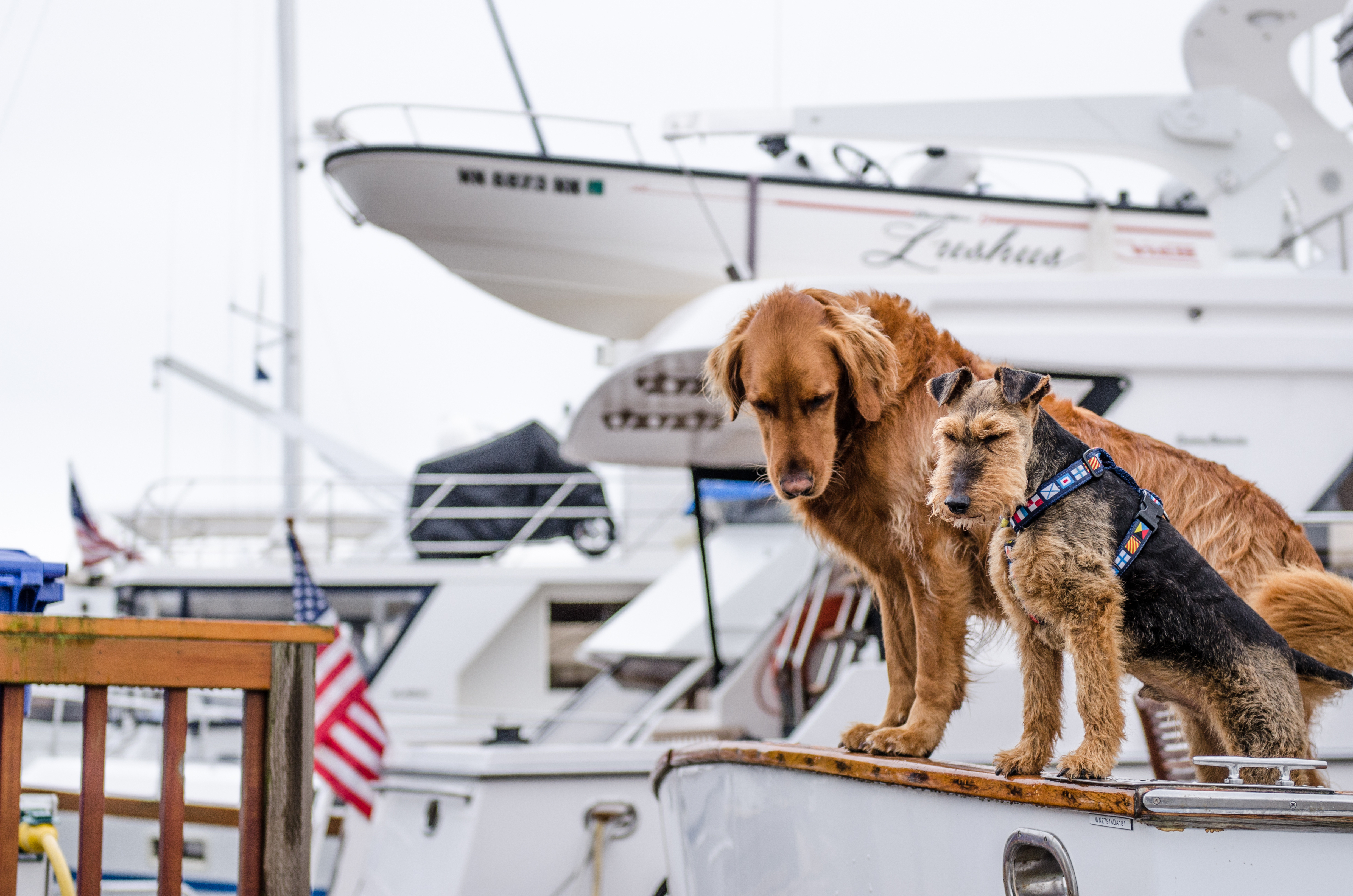 Handy-Wallpaper Tiere, Boot, Ein Boot, Paar, Hunde kostenlos herunterladen.