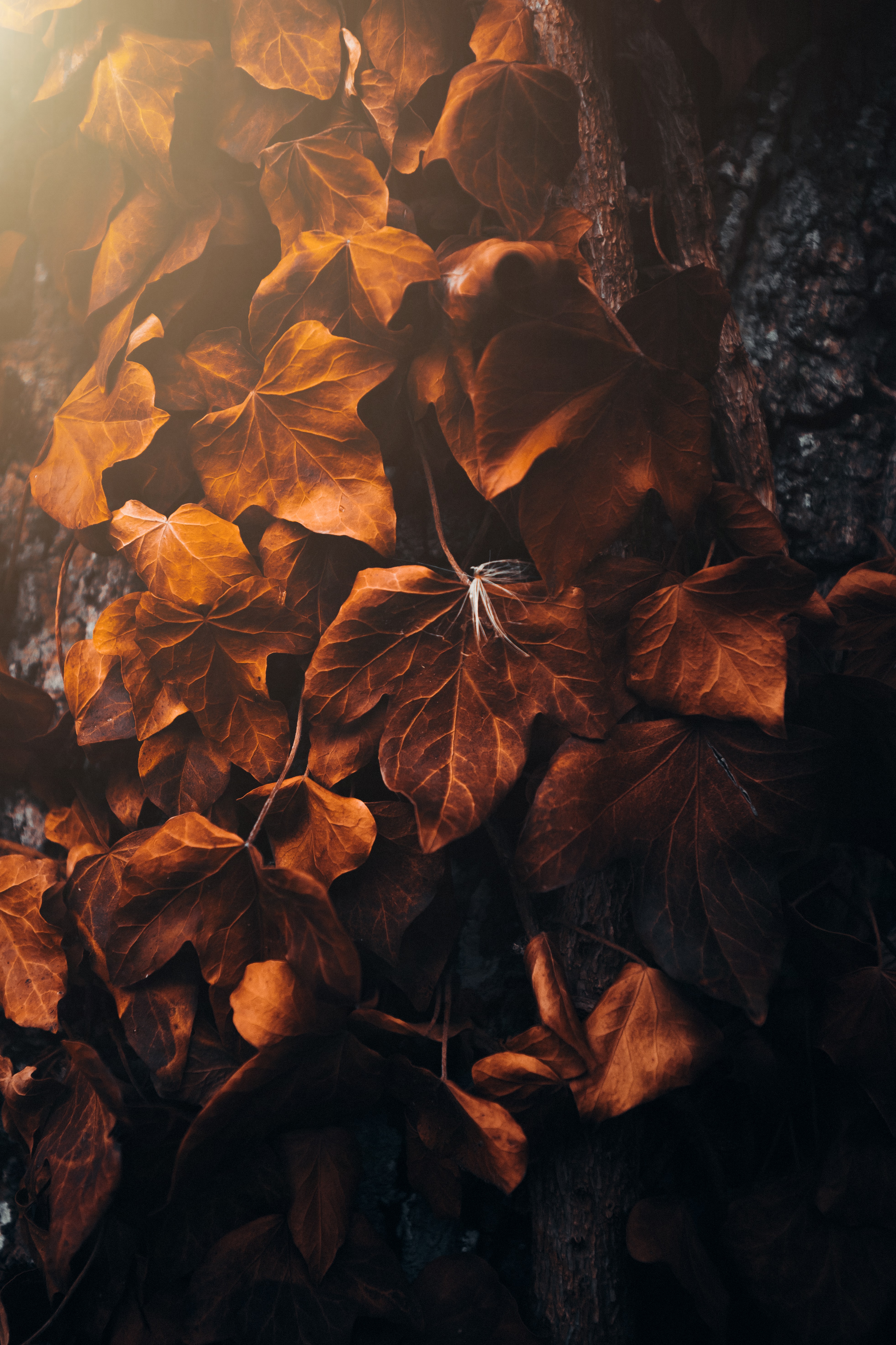 desktop Images nature, leaves, macro, veins, poplar