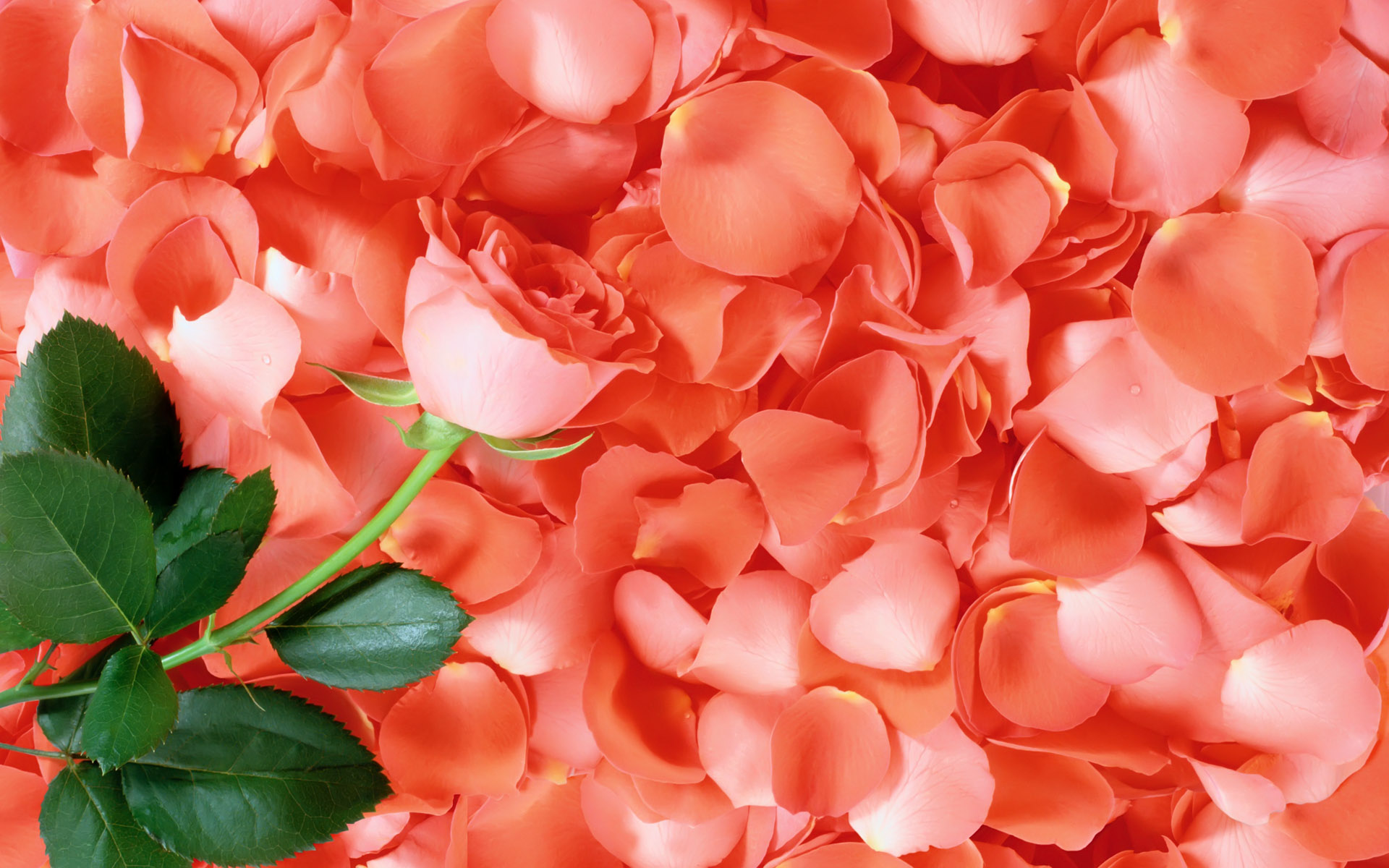 Скачати мобільні шпалери Роза, Земля, Пелюстка, Рожева Квітка, Рожева Троянда, Флауерзи безкоштовно.