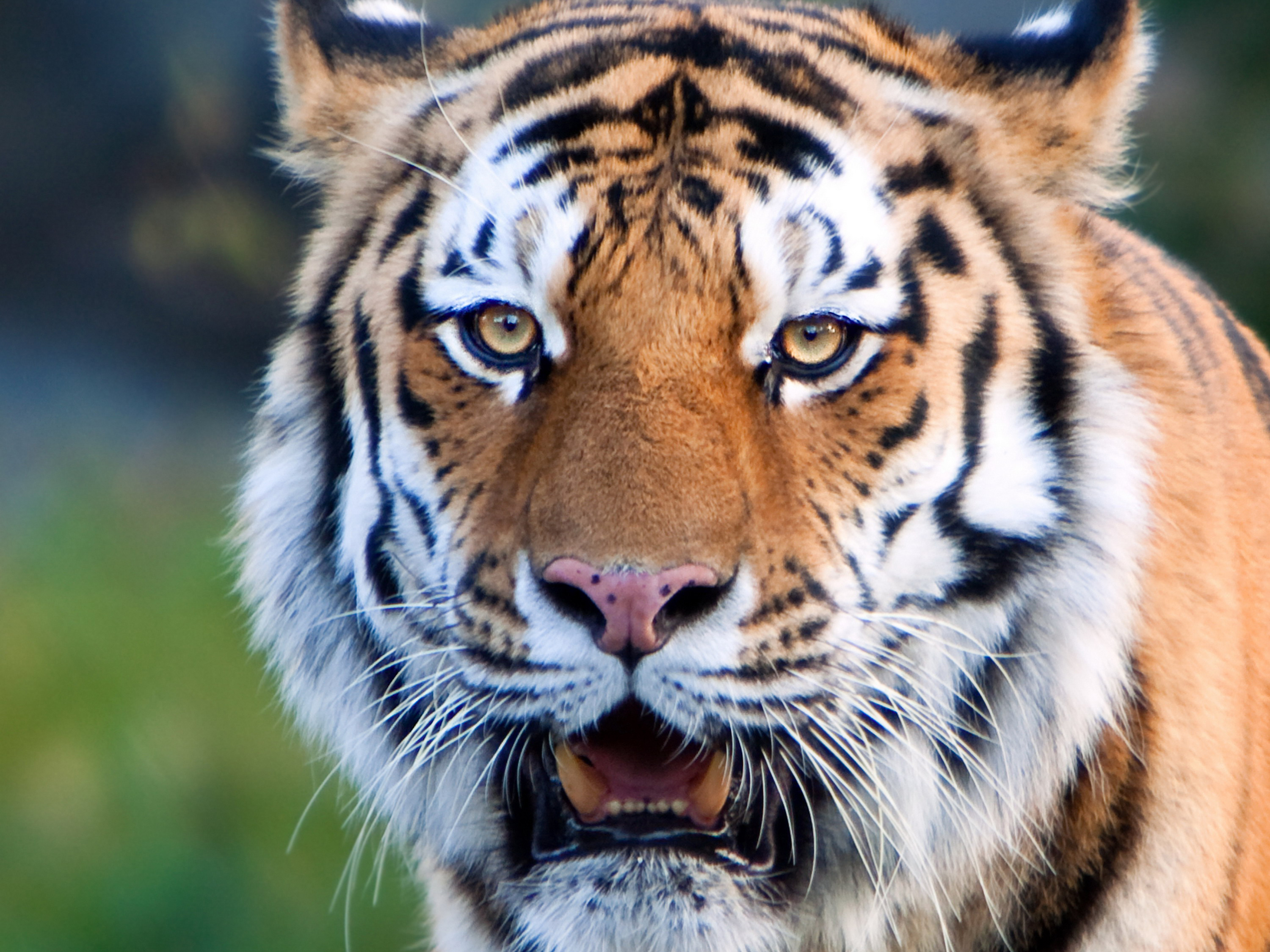 Téléchargez des papiers peints mobile Animaux, Chats, Tigre gratuitement.