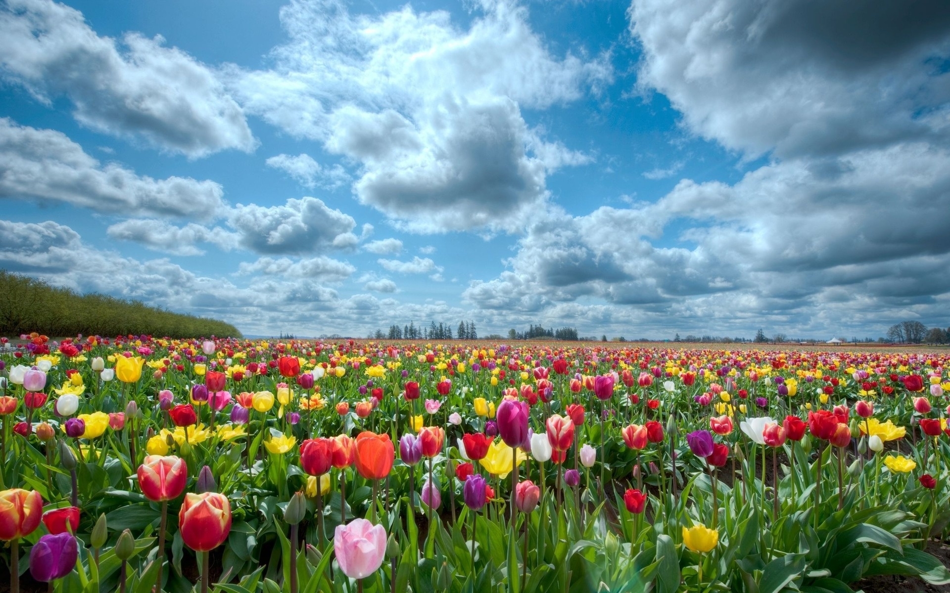 48410 завантажити картинку тюльпани, квіти, пейзаж, природа, поля, блакитний - шпалери і заставки безкоштовно