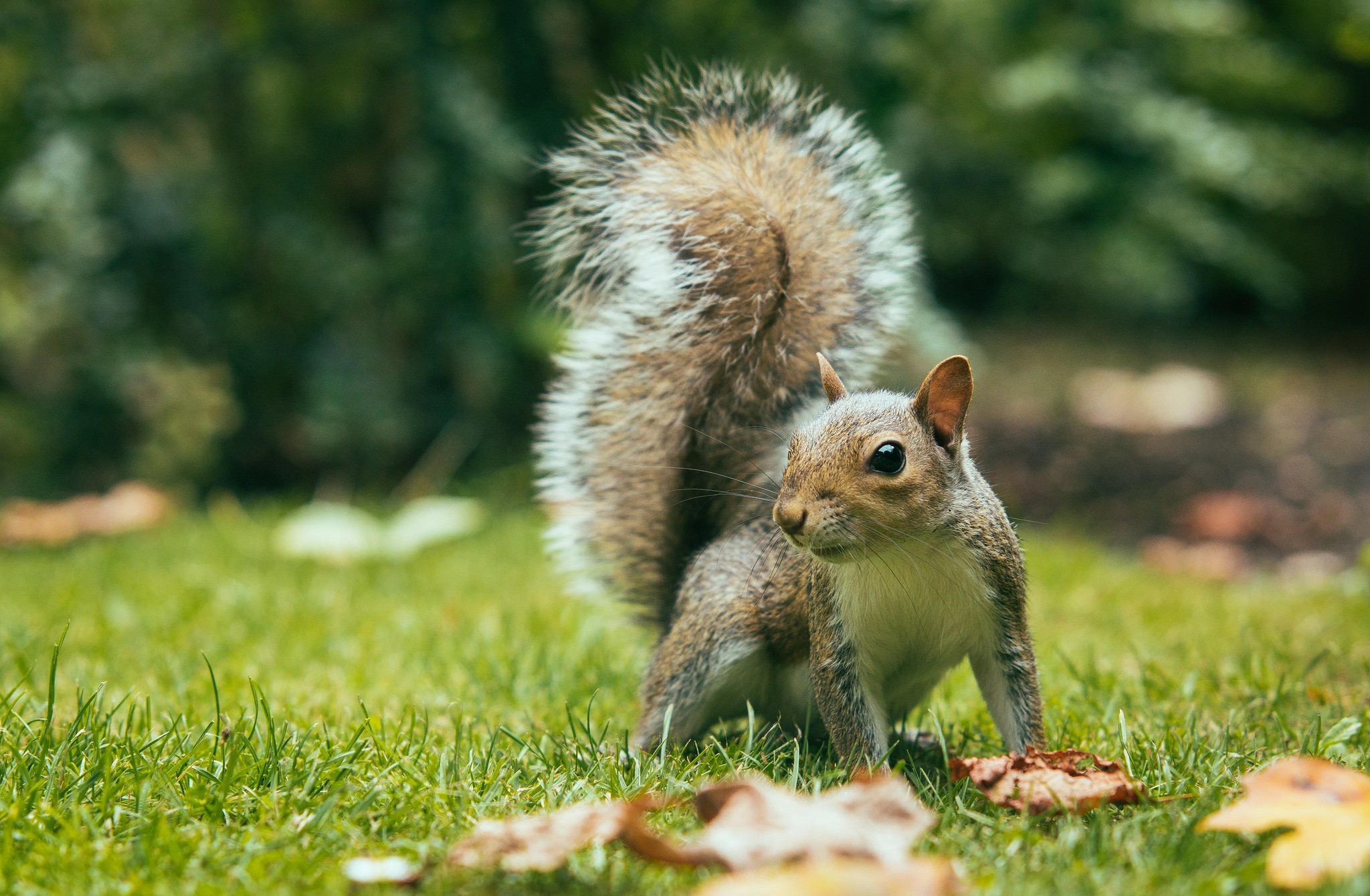 animal, squirrel, fall, fluffy, leaf, tail