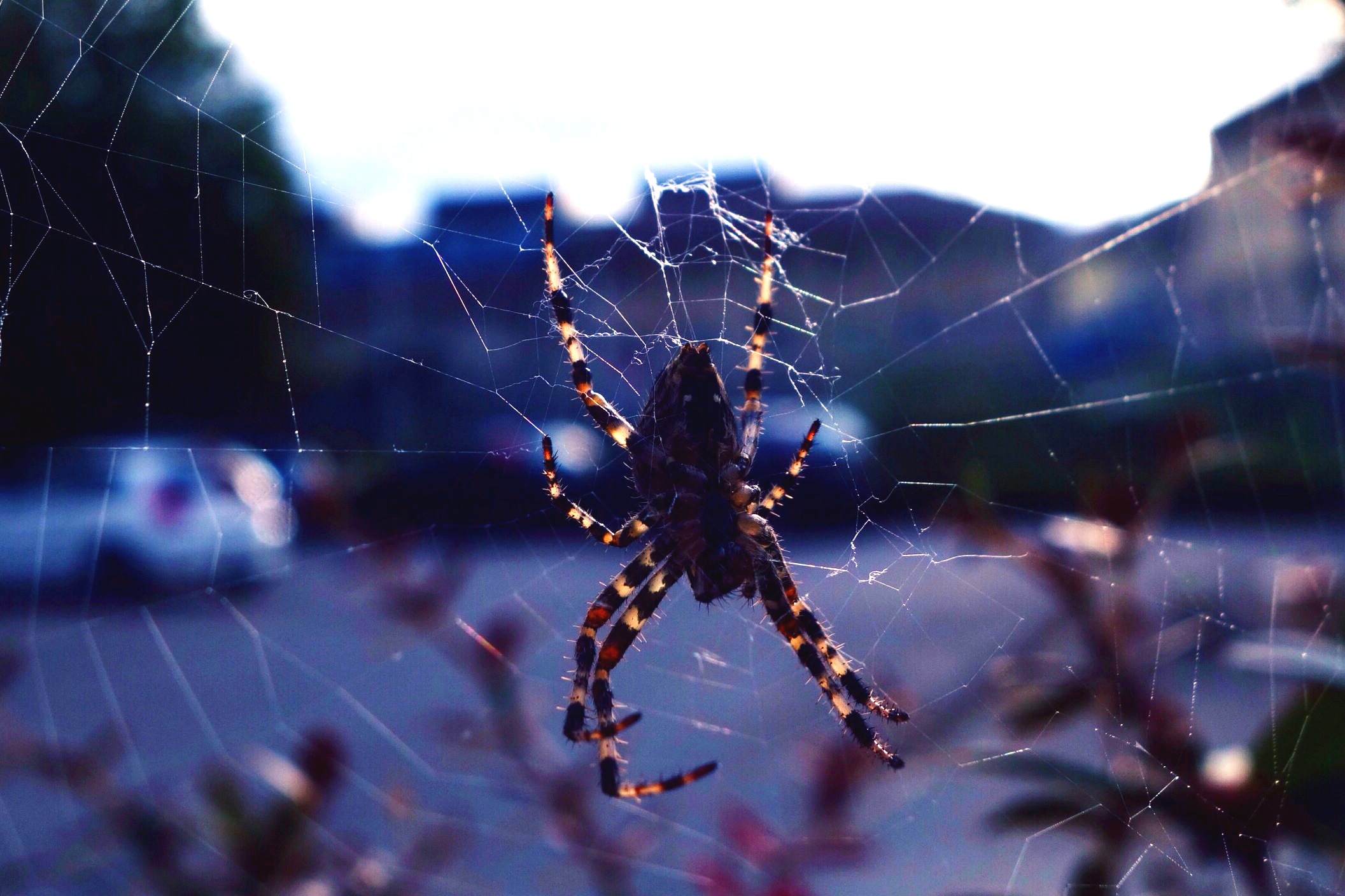 58913 descargar fondo de pantalla web, macro, insecto, araña: protectores de pantalla e imágenes gratis