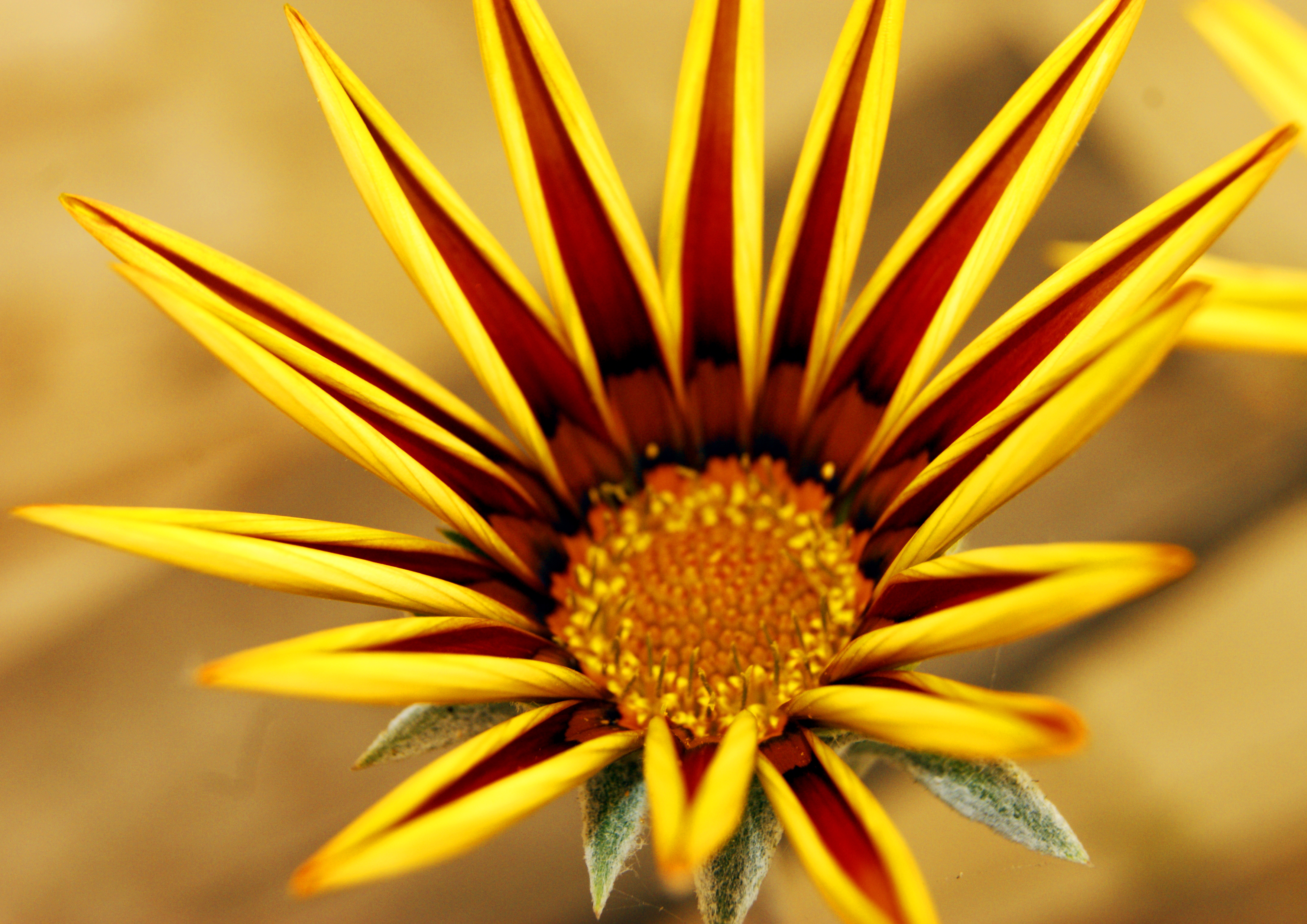 earth, gazania, close up, flower, yellow flower, flowers