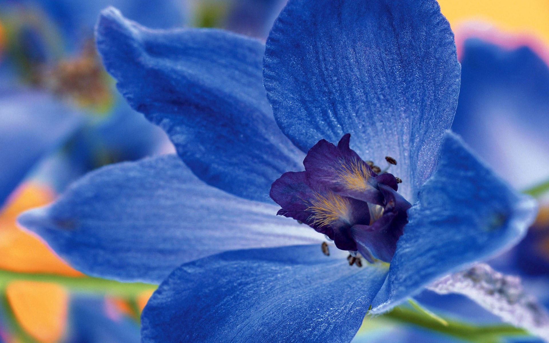 Descarga gratuita de fondo de pantalla para móvil de Flores, Flor, Tierra/naturaleza.