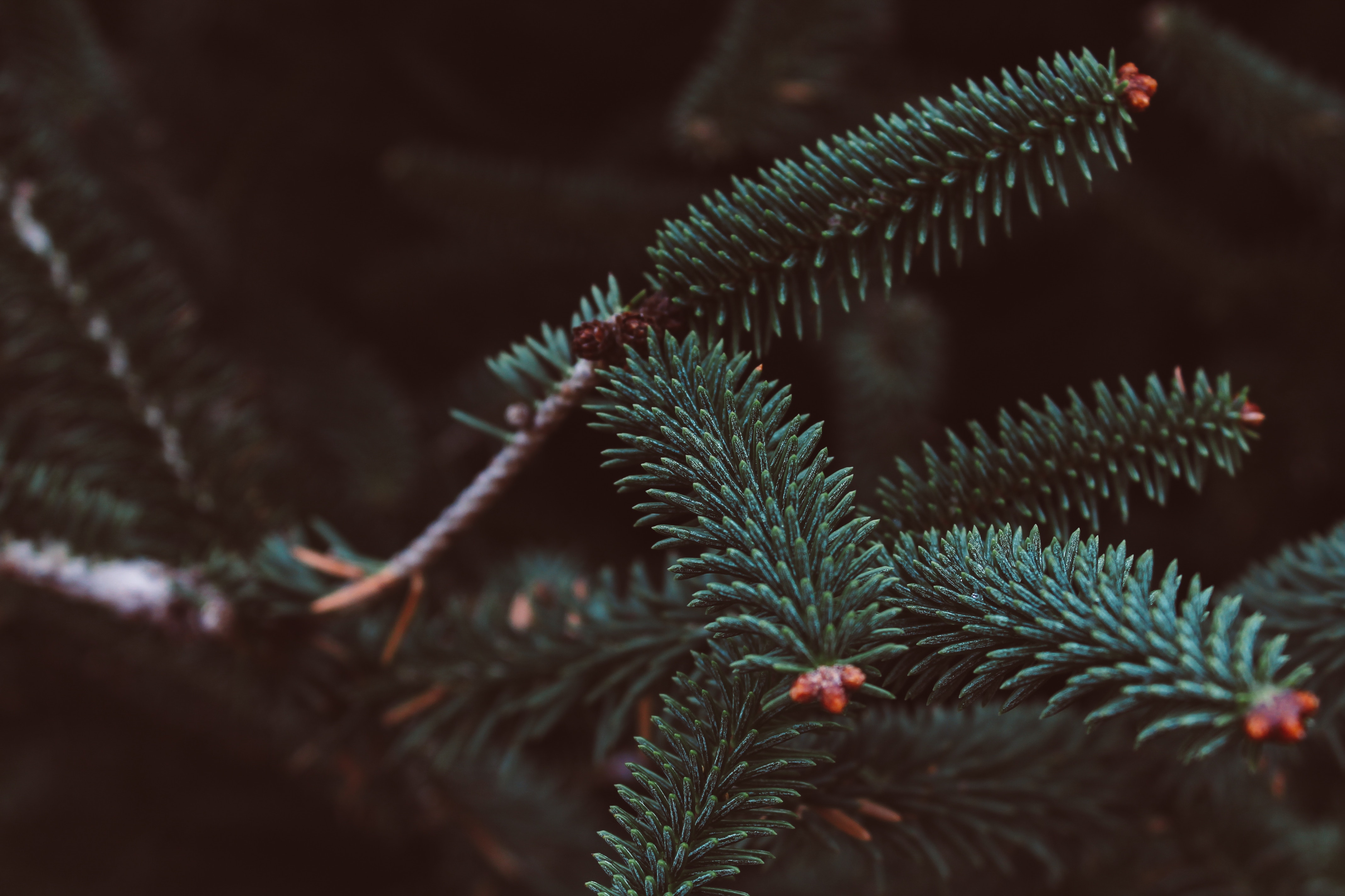 Download mobile wallpaper Fir, Spruce, Needle, Branch, Macro, Smooth, Blur for free.