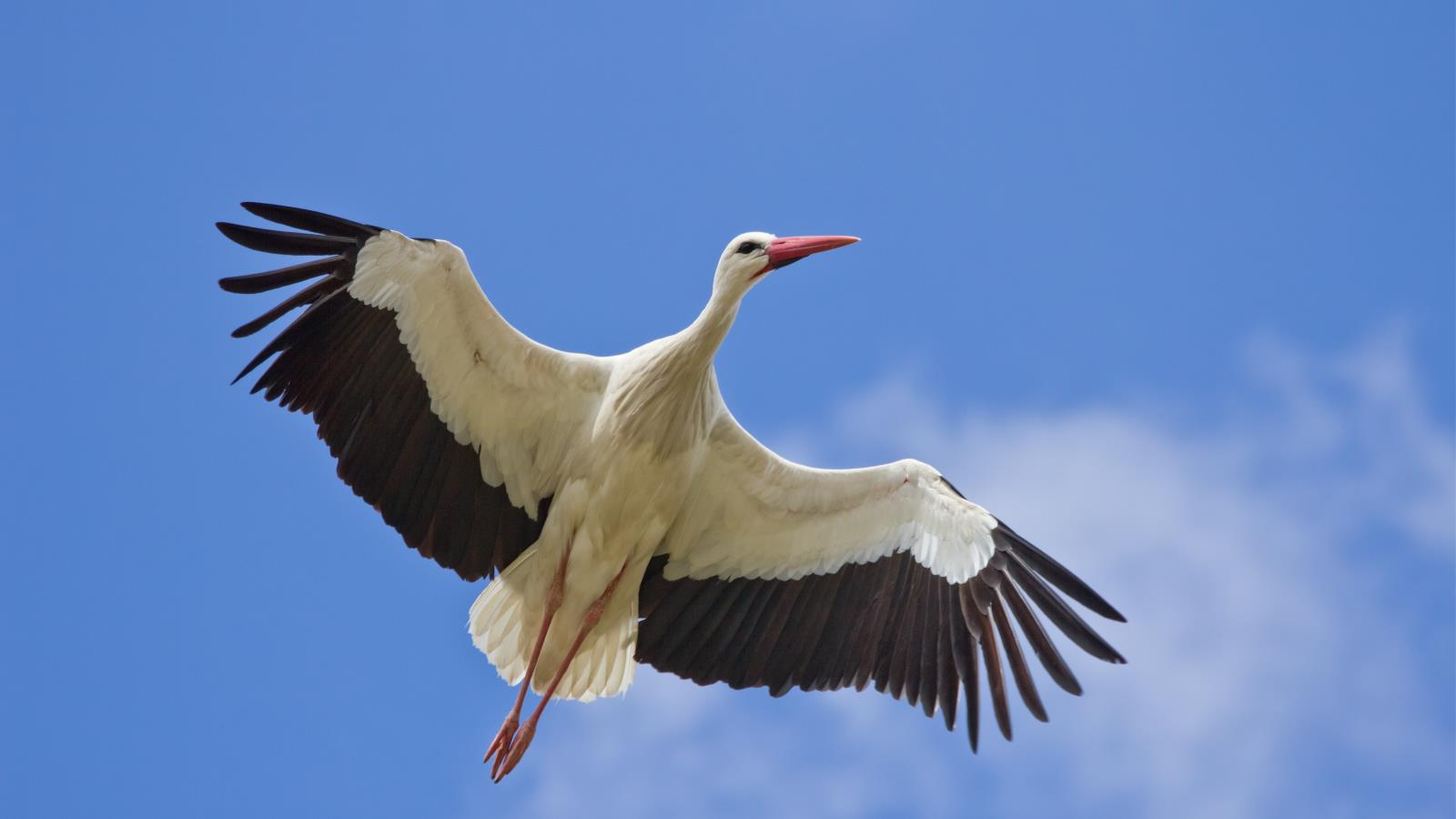 Download mobile wallpaper White Stork, Birds, Animal for free.